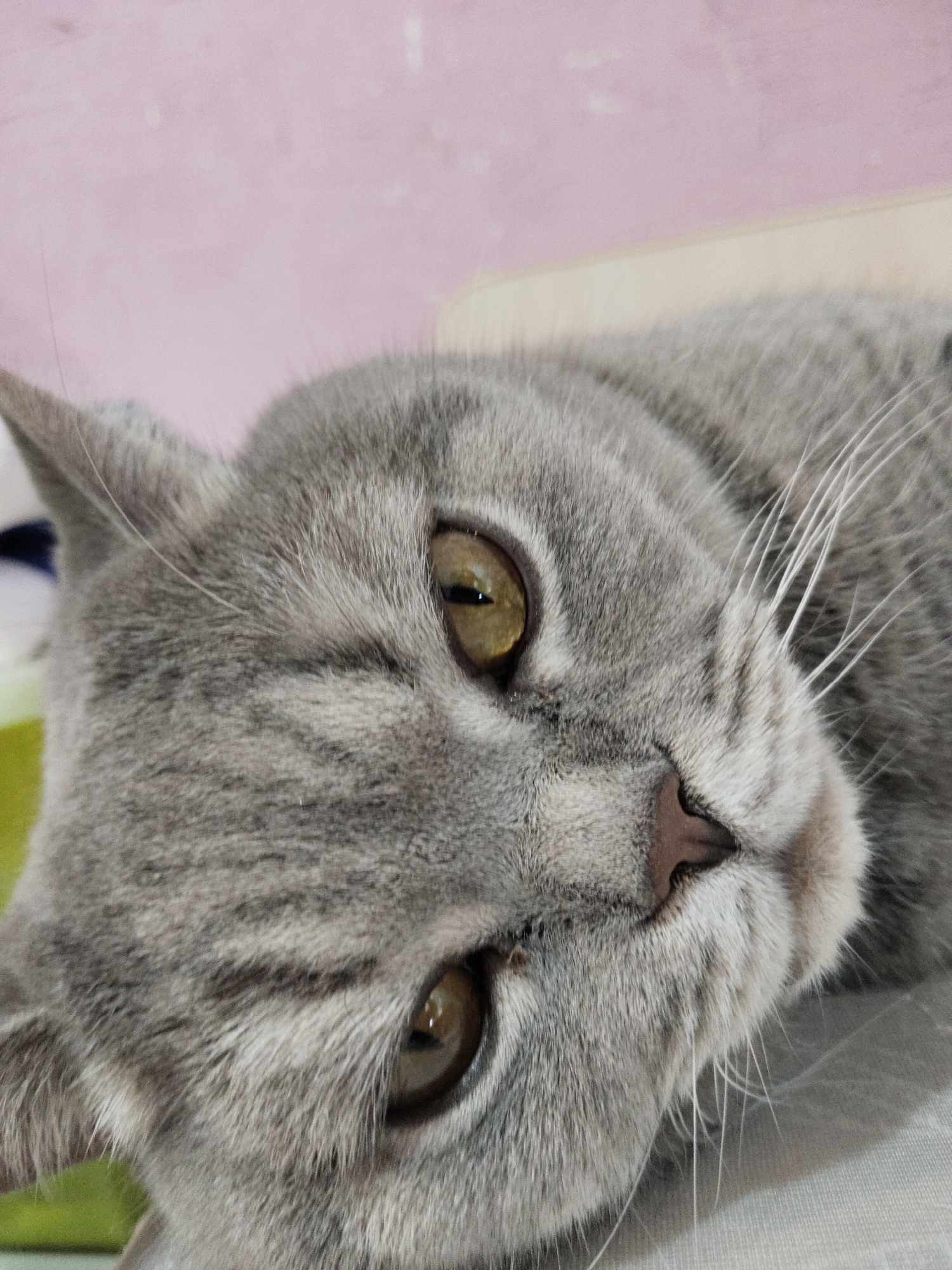 A gray tabby cat lies on its side, facing the viewer. The cat has golden-brown eyes and a pink nose. The background is a light pink color with some white and green patches. The cat is lying on a gray surface. The location is Unknown, Unknown.