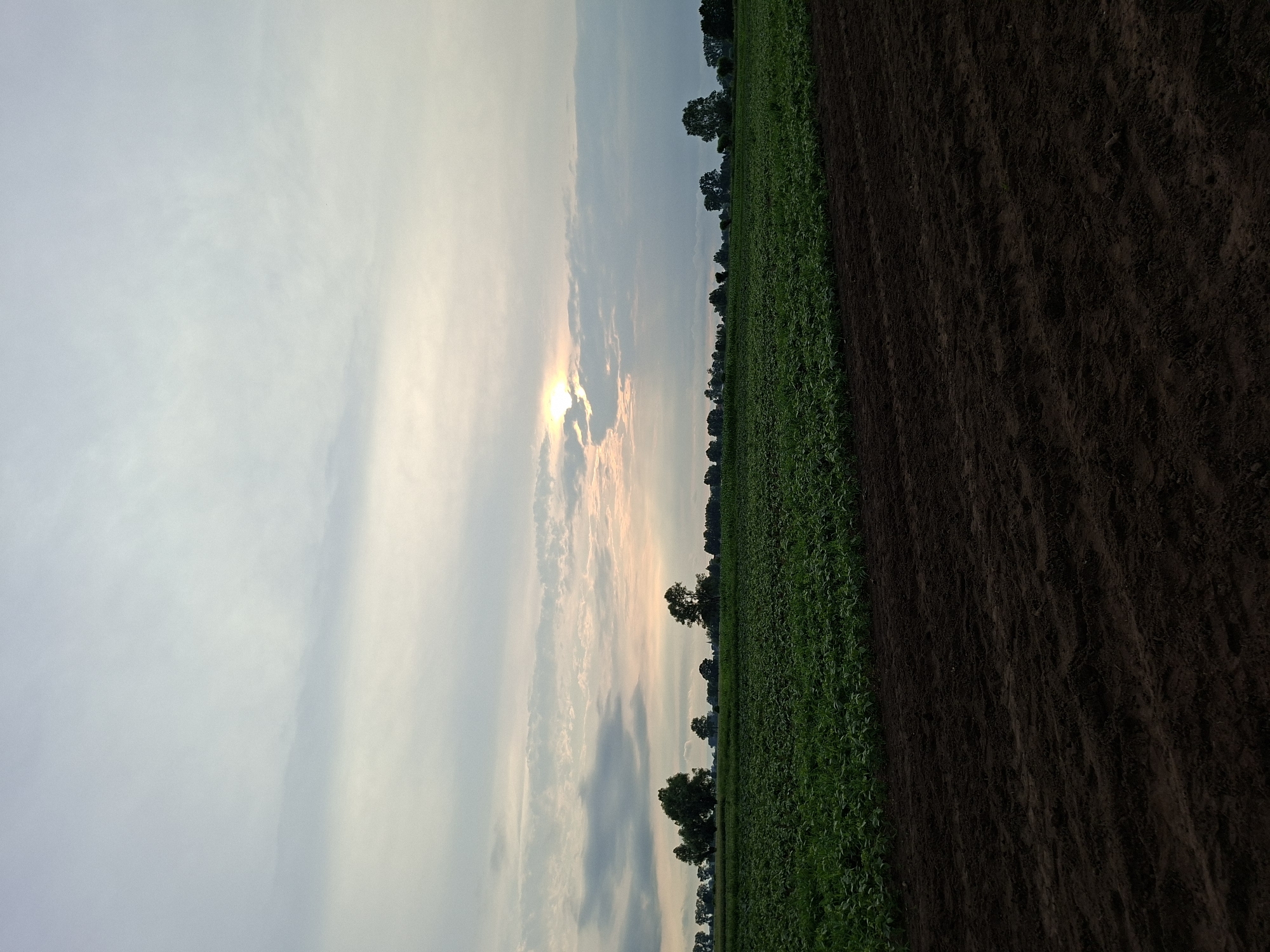 The image depicts an agricultural landscape. The scene is split diagonally, with the left side dominated by a soft, hazy sky and the right side showcasing a cultivated field. The sky is a pale blue with streaks of white clouds, and the sun is visible as a bright, diffused orb partially obscured by these clouds, suggesting either sunrise or sunset. This lighting creates a serene and tranquil atmosphere.
On the right side of the image, a vibrant green field of crops stretches into the distance, bordered by a strip of dark, tilled soil. The soil appears freshly worked, with visible furrows. Along the horizon line, a row of trees punctuates the landscape, their dark silhouettes contrasting with the lighter sky. The overall impression is one of rural tranquility and the natural beauty of an agricultural setting at a peaceful time of day. There is no visible text in the image.
