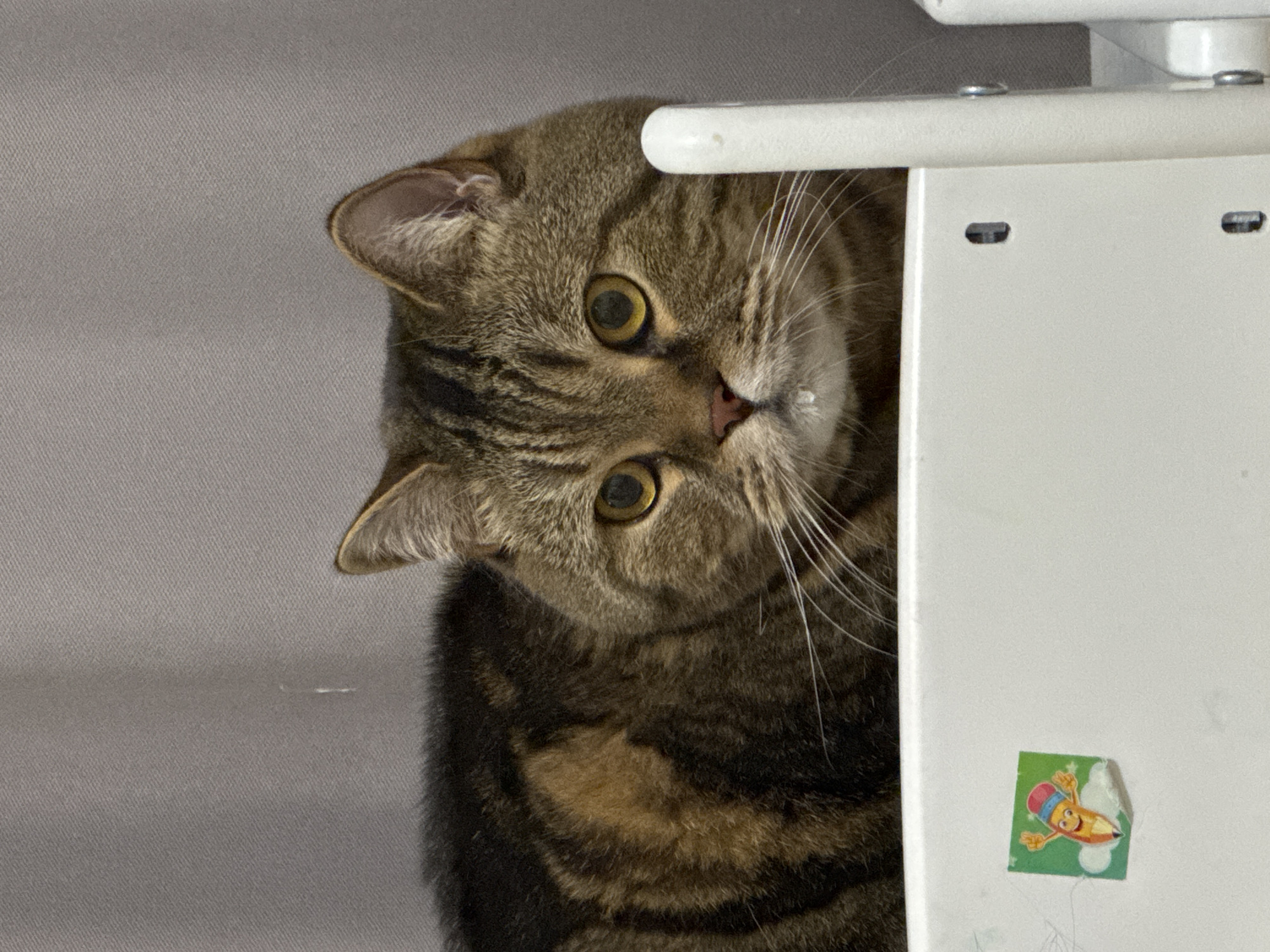 An eye-level shot shows a close-up of a brown tabby cat resting on a white surface against a gray textured background. The cat's face, with its yellow eyes and distinctive tabby markings, dominates the frame. A small droplet of moisture is visible on its lower lip. To the left of the cat, a sticker of a smiling pencil character is affixed to the white surface. To the right of the cat, a white cylindrical object is partially visible. The environment appears to be indoors, possibly a room in a residential building located in Mikhaylovsk, Russia.