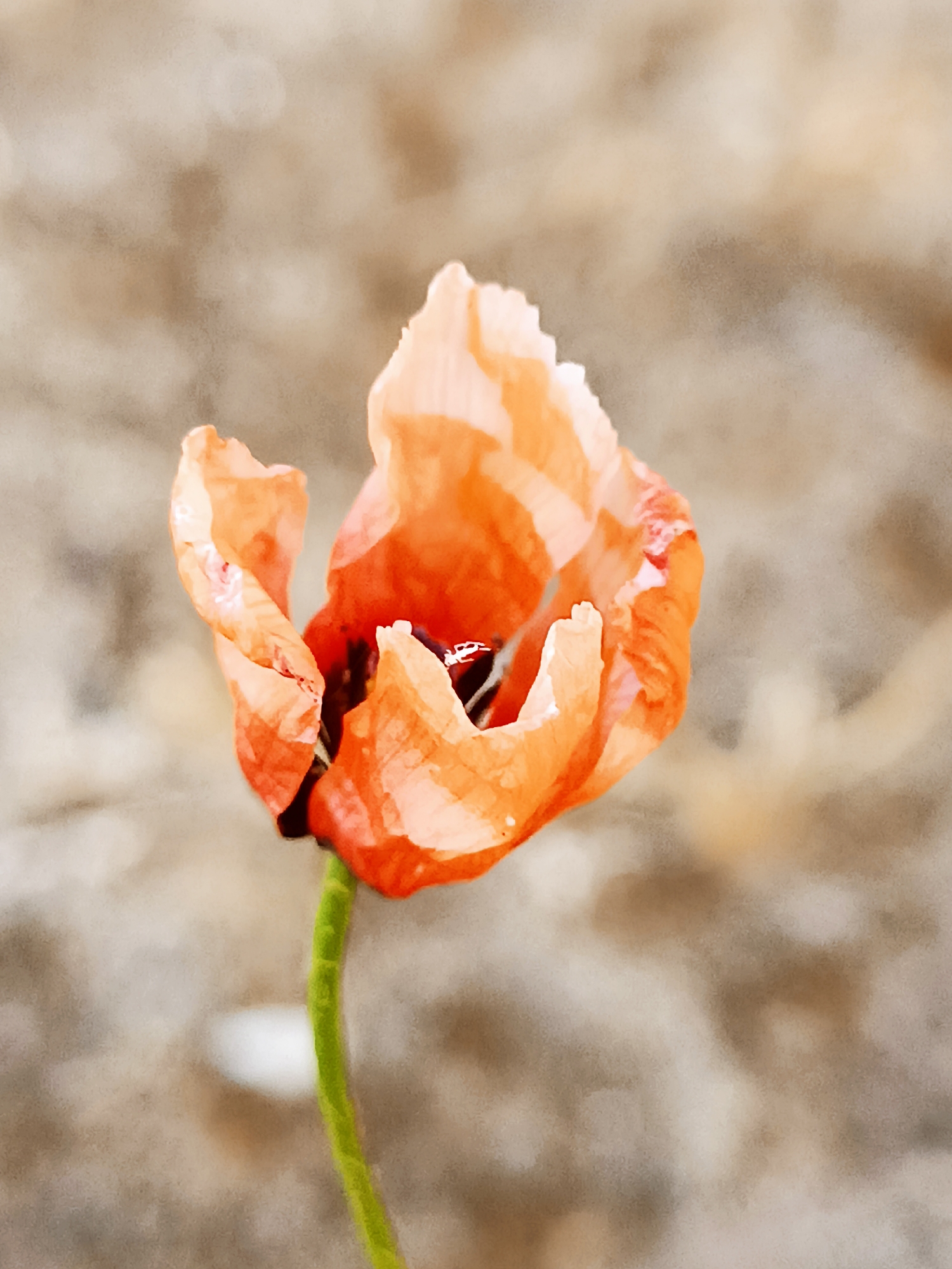 A close-up, slightly soft-focus photograph captures a single, vibrant orange poppy in bloom. The poppy's petals are delicate and translucent, with some appearing slightly curled and wrinkled, showcasing their fragile nature. The center of the flower reveals dark, deep shadows, hinting at its reproductive structures. A slender green stem anchors the flower, extending downwards out of the frame. The background is a blurred expanse of muted browns and beiges, suggesting an outdoor setting, possibly a field or garden, with a gentle bokeh effect softening the textures. No people or other discernible objects are present in the immediate vicinity of the flower. The overall impression is one of natural beauty and delicate detail, with the focus sharply on the singular bloom. The image does not contain any specific details indicating a location in Zakrzewo-Kopijki, Poland.