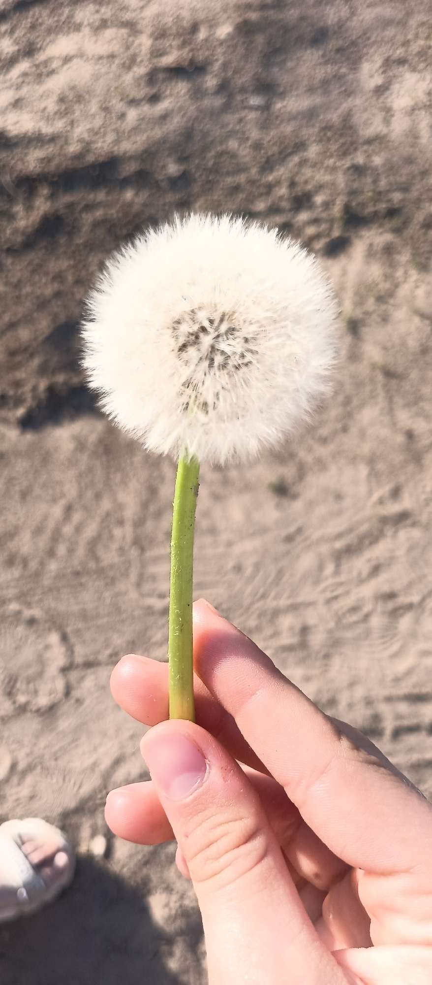 A person is holding a dandelion in their hand. The background appears to be a sandy or dirt ground. The person's foot is visible in the lower left corner of the image. The city and location are unknown.