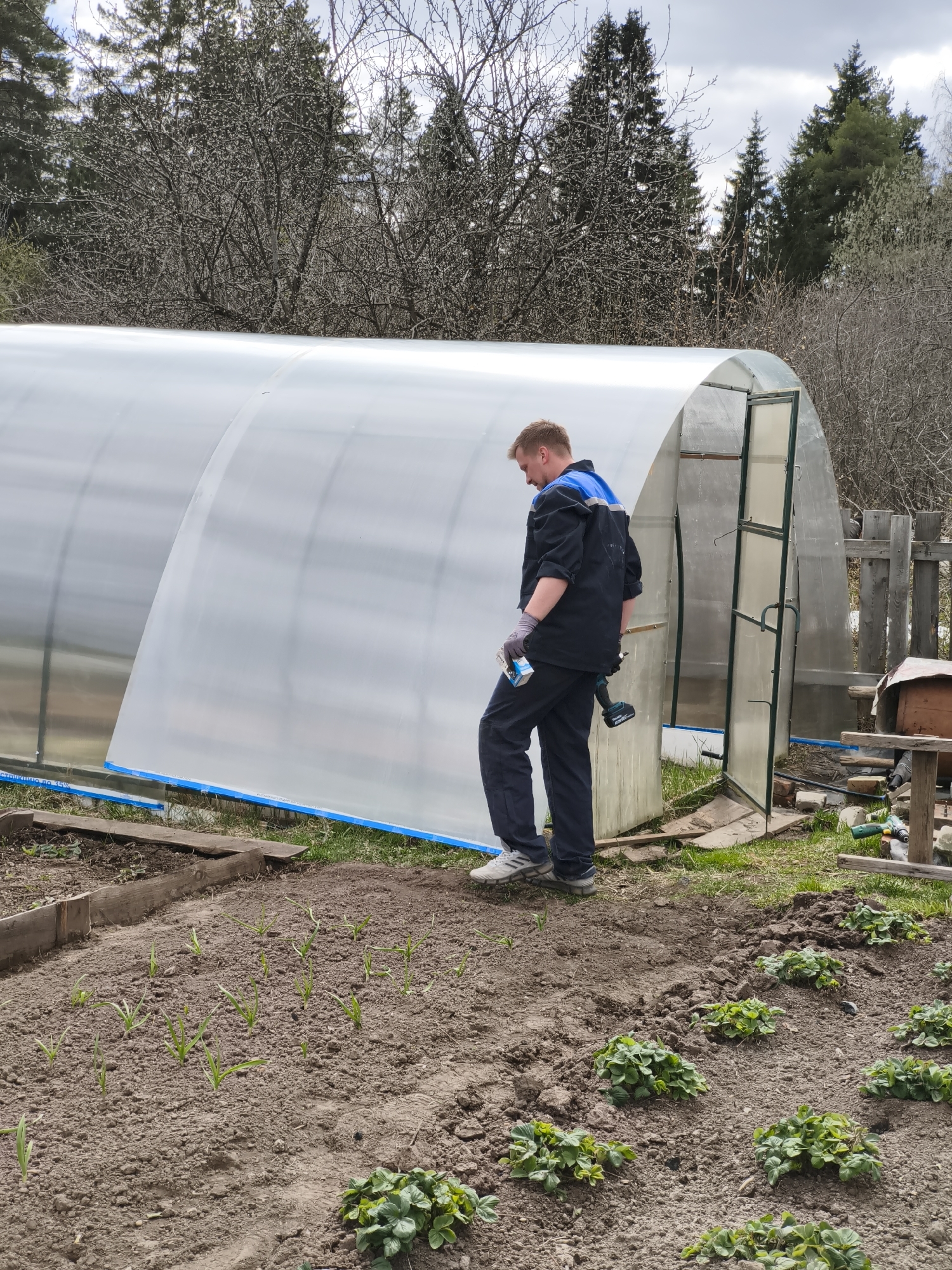 A man is standing in a garden near a greenhouse, holding a drill and a box of screws. The garden has two distinct areas: one with newly sprouted plants, and the other with established strawberry plants. In the background, there is a row of trees and a section of a wooden fence. The image was taken in Прикамский, Russia.