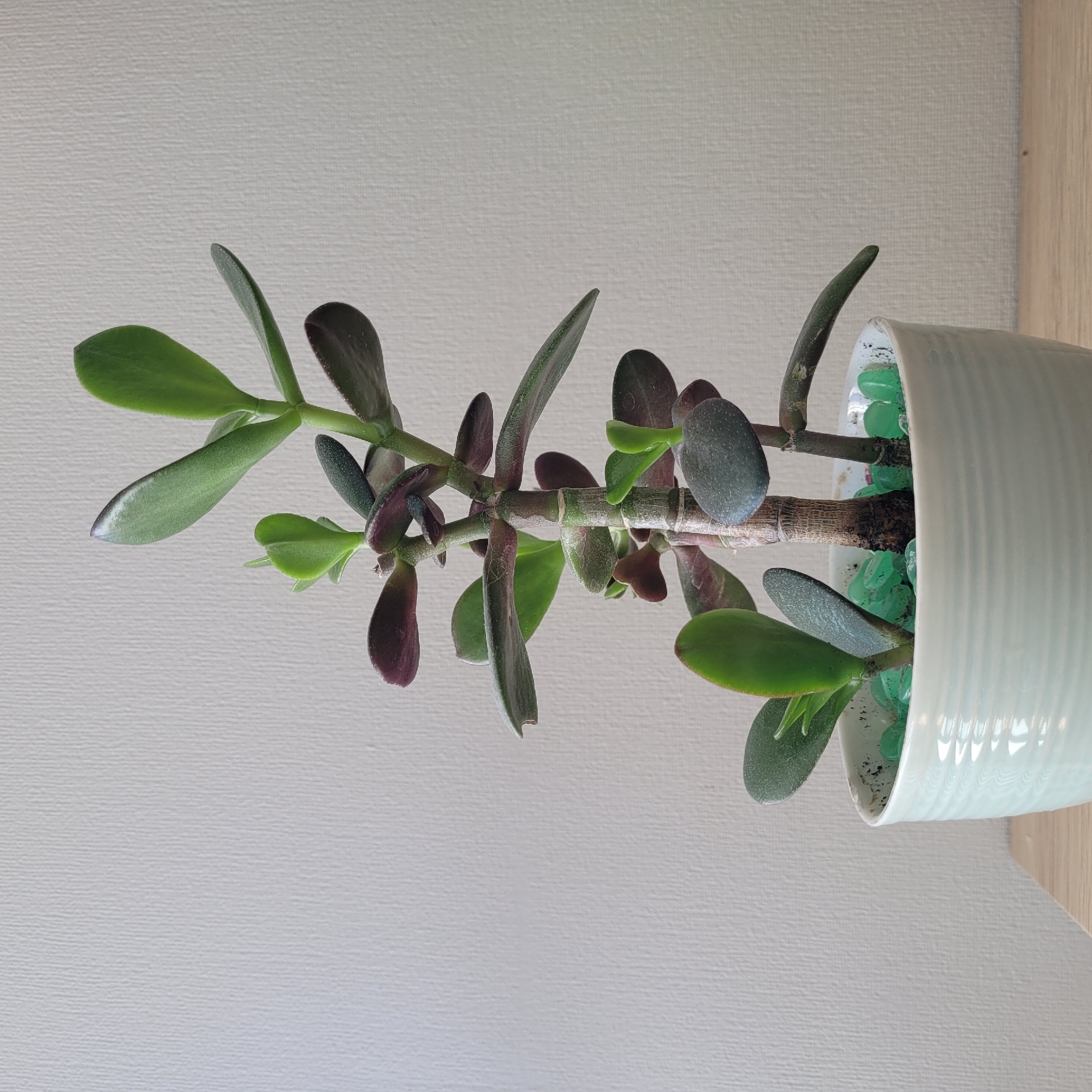The image shows a jade plant in a light blue, ribbed ceramic pot. The plant has thick, fleshy green leaves and a woody stem, with some reddish-purple tinges on the older leaves. The pot is filled with small, translucent green decorative stones. The background is a plain, light-colored wall with a textured surface. The pot sits on a light-colored wooden surface, possibly a table or shelf. There are no people or animals visible in the image, and no specific location in Jūrmala, Latvia can be identified from the provided scene.