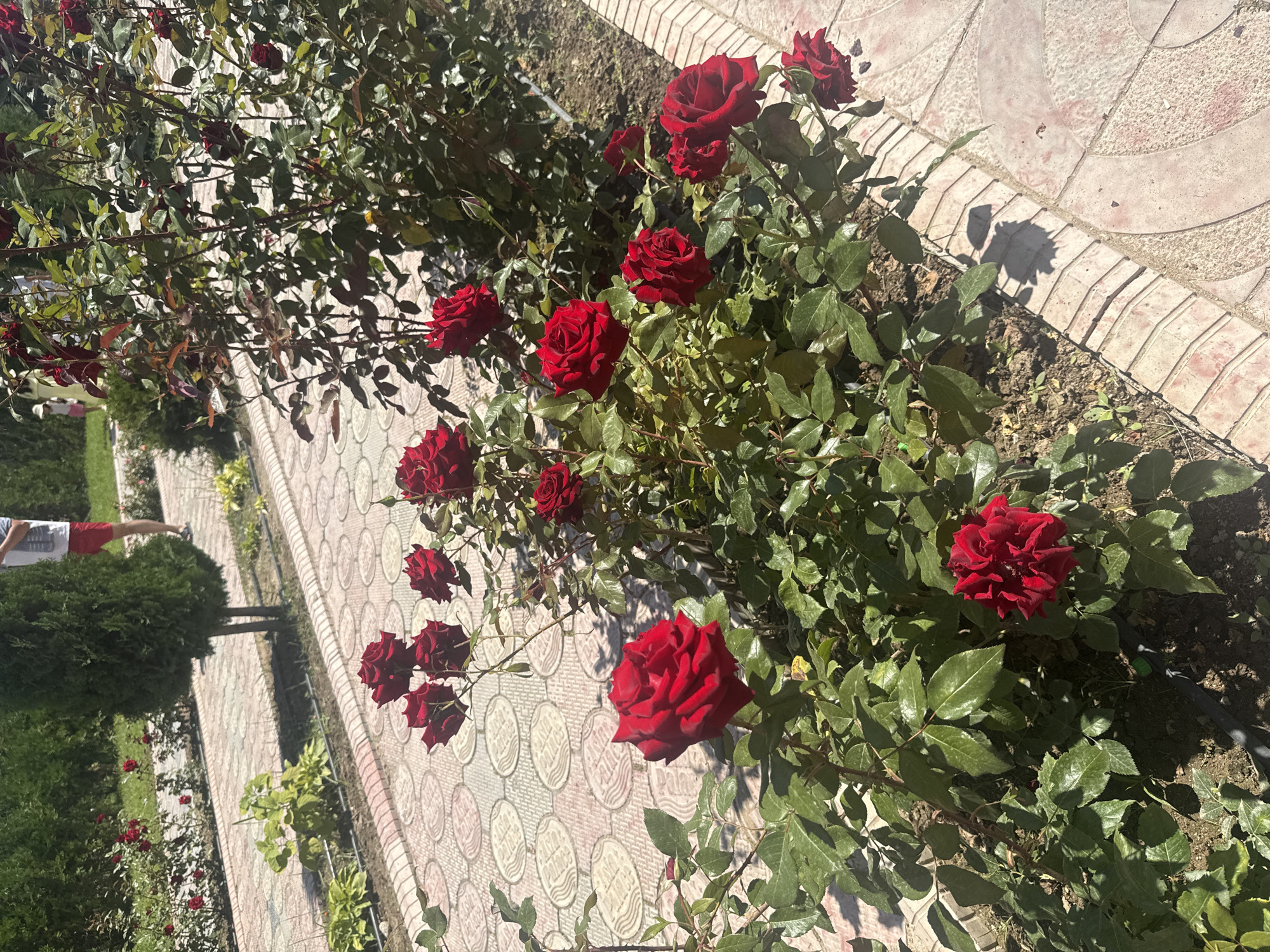 In Sary-Oy, Kyrgyzstan, a pathway paved with circular, cream-colored tiles bordered by reddish-pink brick is lined with flourishing red rose bushes under a bright, sunny sky. The roses, with their deep crimson petals, are in full bloom, some with fully opened blossoms and others still in bud. Their vibrant green foliage creates a stark contrast against the rich red of the flowers. The pathway curves gently, leading past manicured greenery and a tall, dark green evergreen tree. In the background, partially visible, a person wearing red shorts and a white t-shirt stands near the evergreen tree, and another individual, a child in a pale yellow dress and a white hat, is further away on a grassy area. The scene depicts a well-maintained garden or park area.