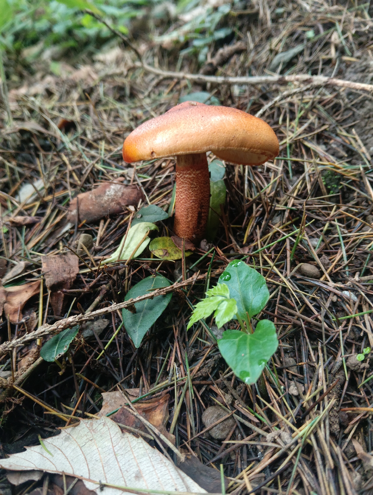 A solitary, light brown mushroom stands upright on a forest floor covered in pine needles and decaying leaves. The mushroom has a smooth, convex cap with a slightly darker orange hue at the rim, and a textured, reddish-brown stem. Several green leaves, some with water droplets, are scattered around the base of the mushroom, along with twigs and fallen pine branches. In the background, blurred green foliage suggests a dense wooded area. The scene is lit by natural daylight, creating soft shadows on the forest floor. No people or animals are visible in the frame. The image appears to be taken at ground level, focusing on the mushroom and its immediate surroundings. The location is the city of Bhagsu, India.