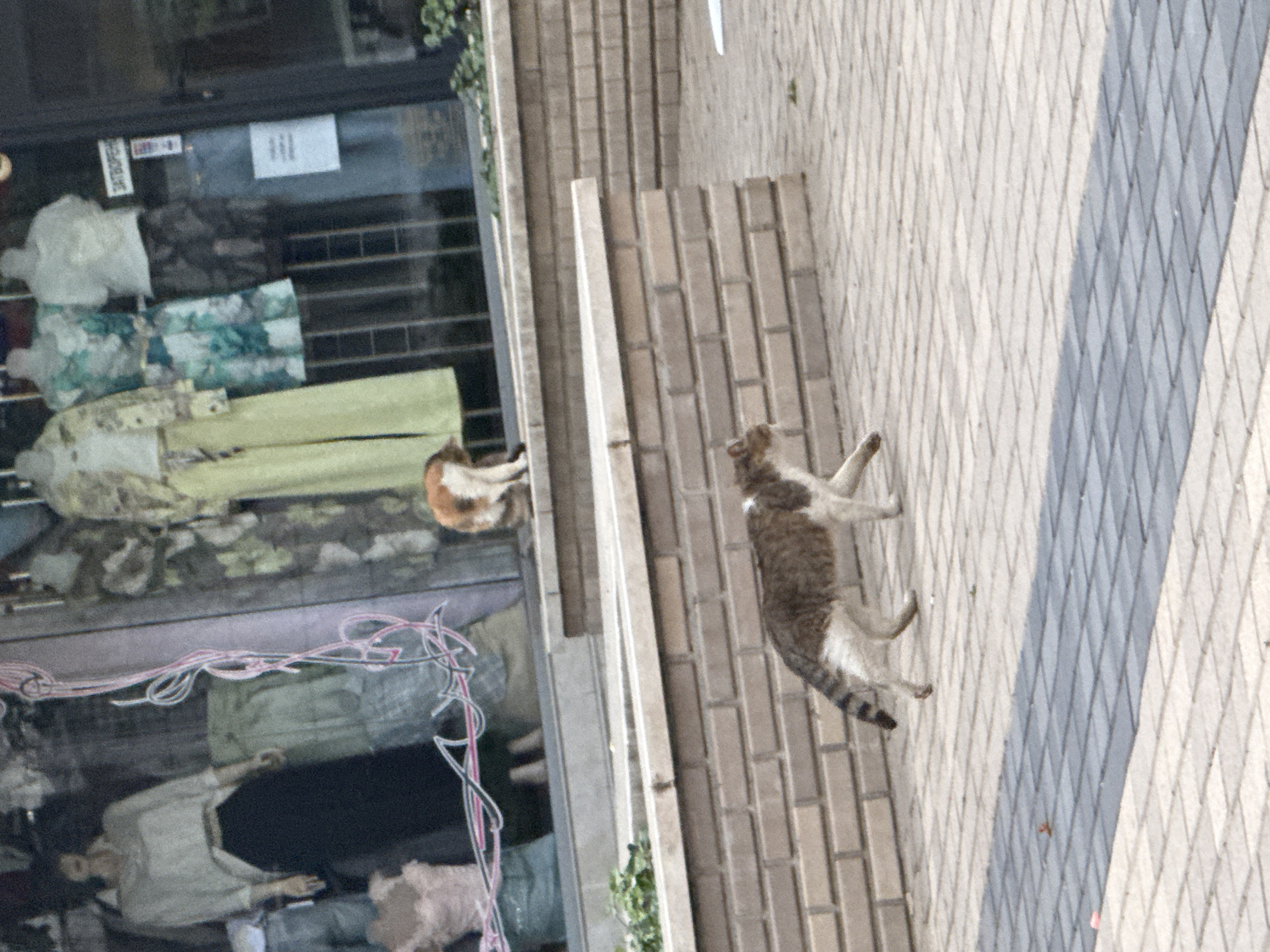 The scene depicts a street in Dobrich, Bulgaria, where two cats are present. One cat is lying down near a storefront window displaying mannequins dressed in various outfits. The other cat is in motion on the sidewalk. The environment includes brick walls, a patterned sidewalk, and a storefront display.