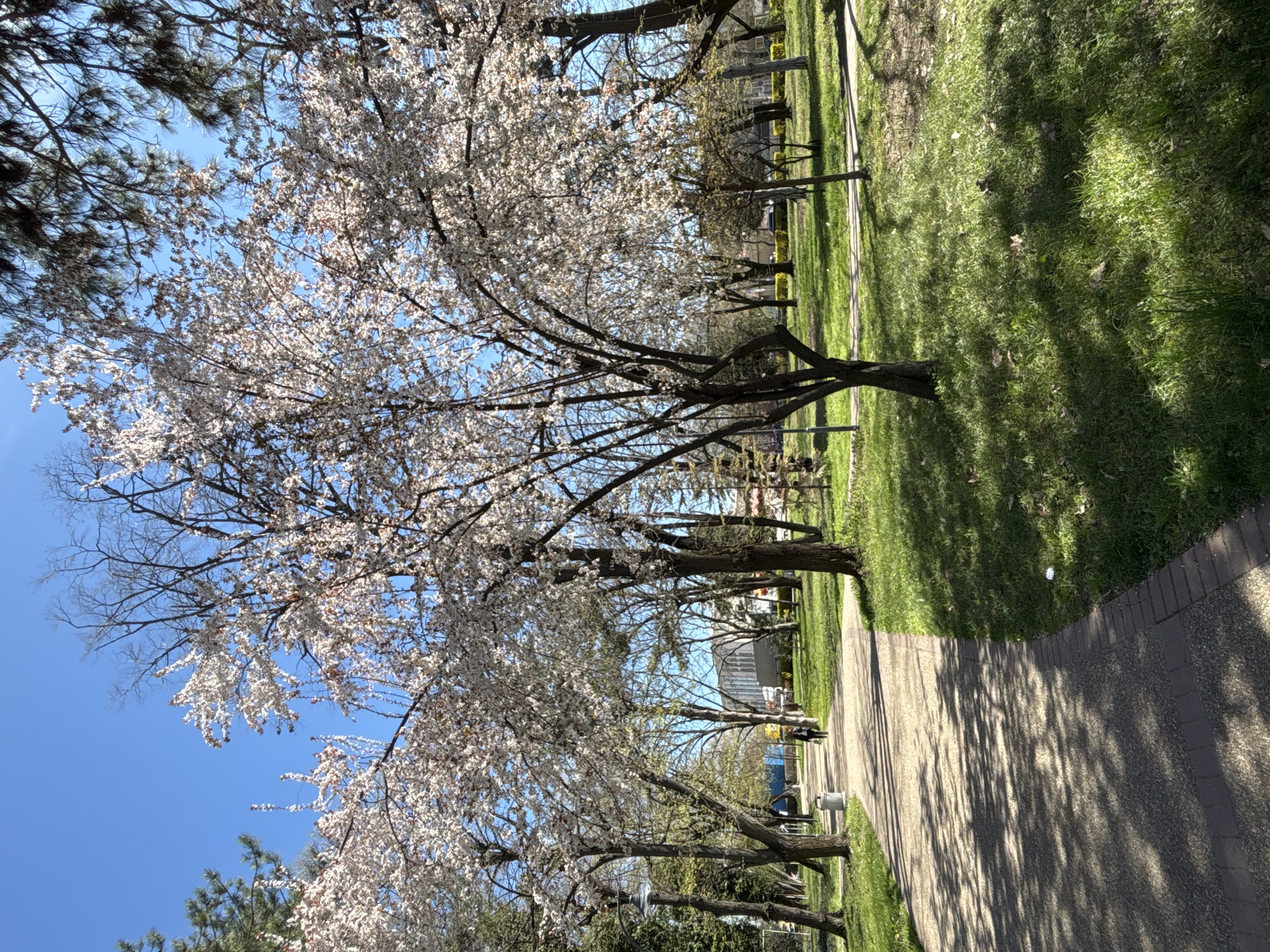 A park scene depicts flowering trees along a paved walkway on a sunny day. Grass flanks the walkway. Other trees and possibly benches are visible in the background. The location is possibly in Silistra, Bulgaria. No people are clearly discernible in the image.