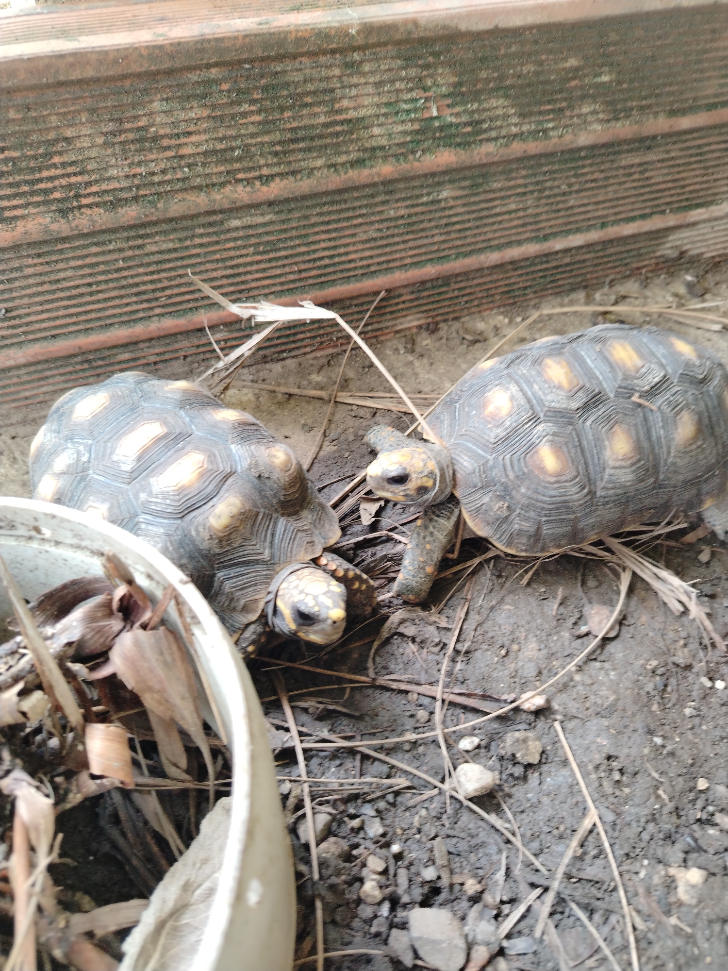 The image depicts two Yellow-Footed Tortoises in a patch of dirt with scattered dry leaves, twigs, and small rocks. Part of a white plastic container is visible on the left. In the background, there is a brick wall. The location is Tinaquillo, Venezuela.