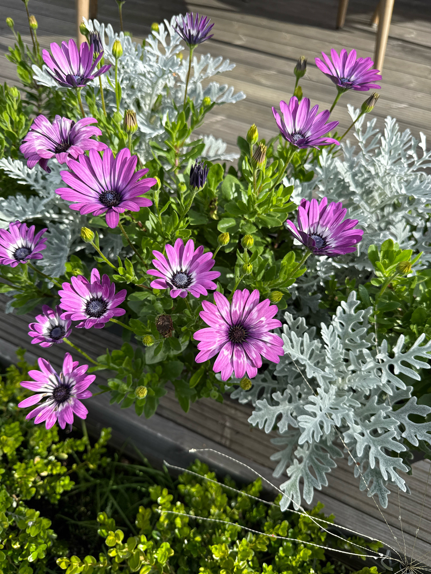 The image shows a close-up of a planter filled with purple daisy-like flowers and silvery-green foliage. The flowers have dark centers and vibrant purple petals with white stripes. Some of the flowers are in full bloom, while others are still buds. The silvery plants have feathery leaves and create a soft, textured backdrop. The planter appears to be placed on a wooden deck, with parts of chairs visible in the blurred background. The lighting suggests it is daytime, with sunlight casting shadows. There are no people or animals present in the image. The scene is an outdoor botanical arrangement.