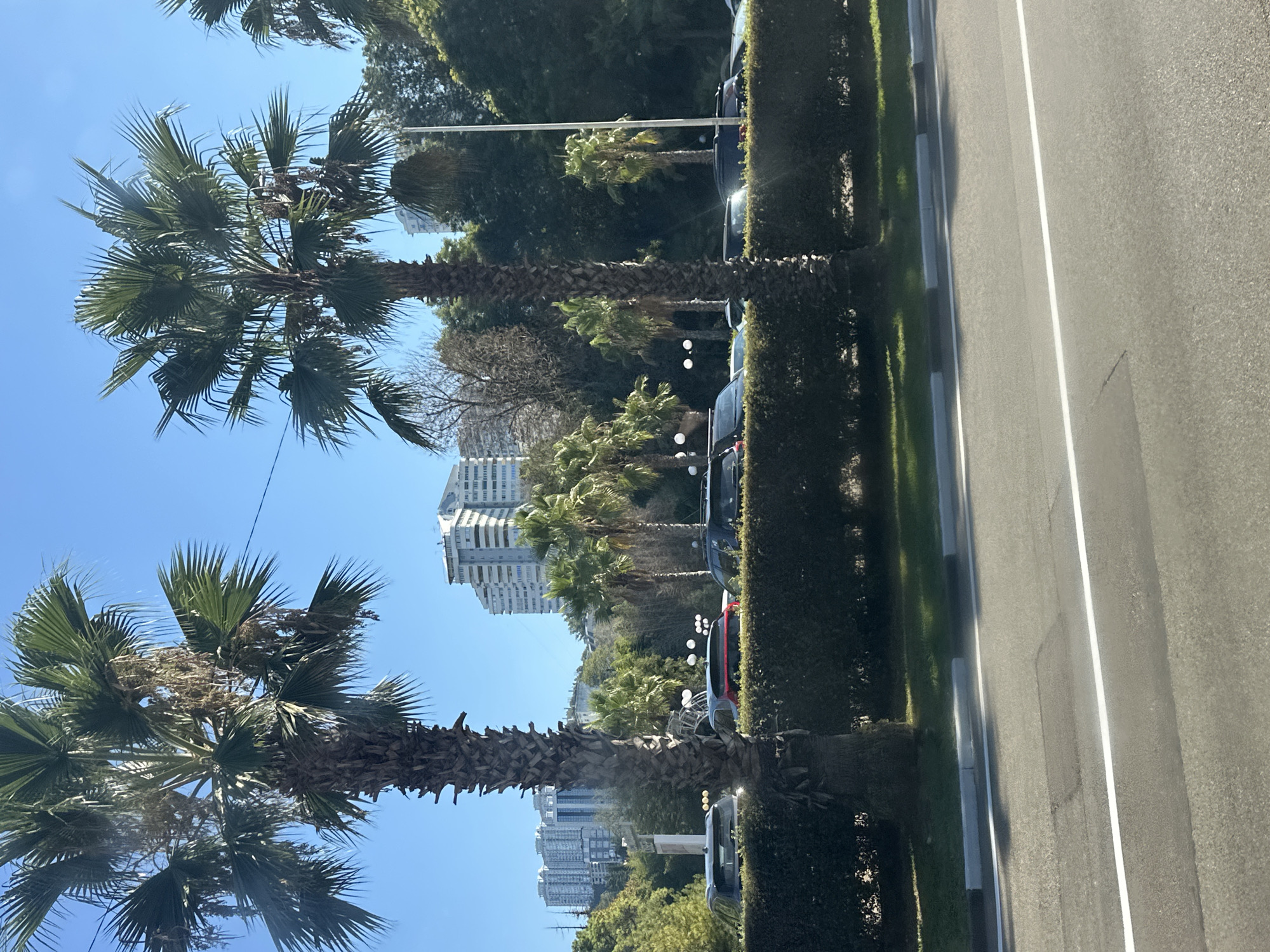 The image shows a street scene in Sochi, Russia, with palm trees lining the roadside. In the foreground, a paved road with white lane markings is visible, with a curb and a strip of grass separating it from a manicured hedge. Behind the hedge, several cars are parked or driving, including a red SUV. Further in the background, more palm trees and lush green foliage are present, leading up to a cityscape. Several tall, modern buildings are visible in the distance, some of which appear to be apartment complexes or hotels. The sky is clear and blue, suggesting a sunny day. There are no people visible in the image.