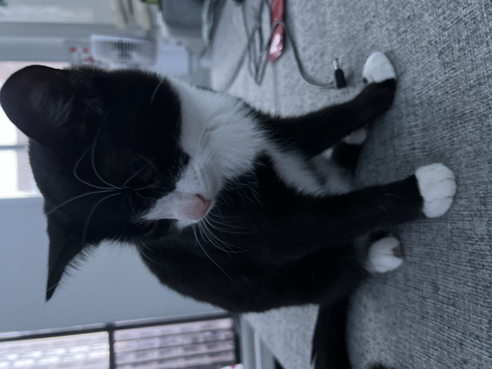 A black and white tuxedo cat is depicted seated on a textured grey upholstered surface within an indoor setting in the city of Unknown, Unknown. The cat faces slightly to its right, with its head turned downwards and to its left, appearing to observe something out of frame. It possesses predominantly black fur on its body, head, and tail, contrasted by a white muzzle, a white bib on its chest, and distinct white "socks" on all four paws. A pink nose and white whiskers are clearly visible. In the background to the left, a window with vertical blinds or slats can be seen, providing ambient light. To the right of the cat, on the same grey surface, a single black cable with a 3.5mm audio jack connector is visible. Further back on the right, a small white electric fan is partially visible, with indistinct objects (possibly papers or books) located behind it.