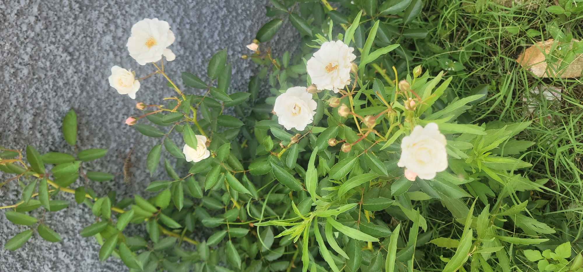 The image depicts a cluster of small, white roses with green leaves growing near a grey wall. Some grass is visible on the right side of the frame. The scene appears to be outdoors. There is no evidence to determine the location is Jos, Nigeria. There are no people, actions or interactions depicted.