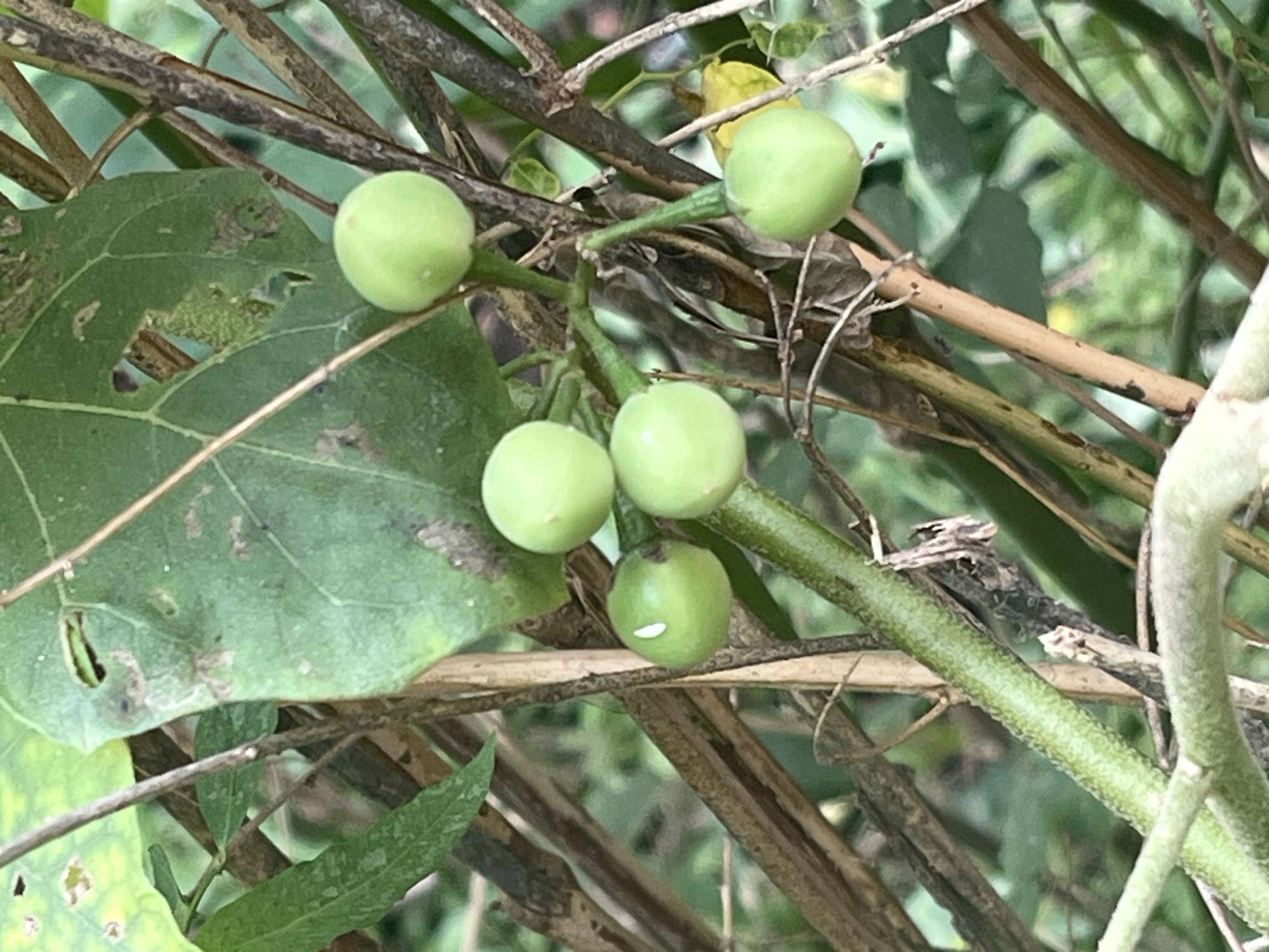 A close-up, eye-level shot shows a cluster of unripe, green berries on a thorny plant. The berries are round and smooth, with a light green hue. Some of the berries have a small white mark on their surface, possibly a small insect bite or blemish. The plant has rough, brown branches and large, green leaves with visible veins. The background is a blur of green foliage and brown branches, suggesting a natural, possibly wild environment. The image was taken in Meliau Hulu, Indonesia, an area known for its lush vegetation and diverse plant life.