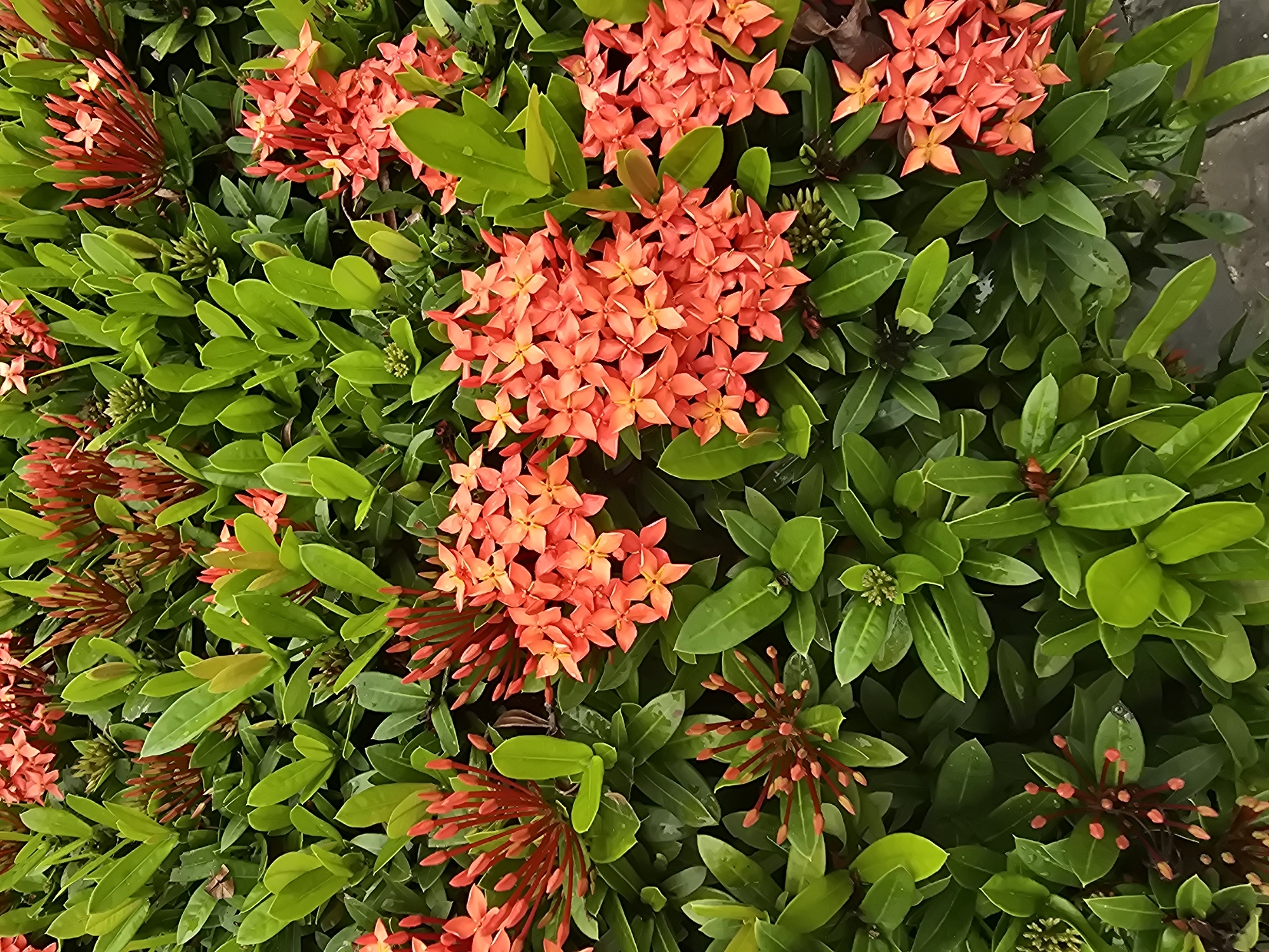 This is a close-up, vertical, eye-level shot of a dense cluster of Ixora flowers and foliage. The flowers are a vibrant orange-red and are clustered in small, star-shaped blooms. They are in various stages of development, with some fully open and others still in bud form. The leaves are a deep, glossy green, and many of them appear wet, suggesting recent rain. The overall impression is of lush, tropical vegetation. The image does not contain any people, significant human activity, or clearly identifiable urban elements that would definitively place it in Qiongshan District, China. The scene is entirely natural and botanical.