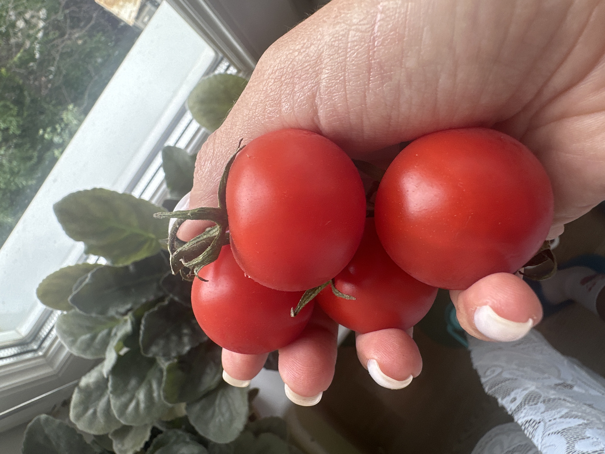 A close-up shot features a hand holding a cluster of ripe, red cherry tomatoes. The tomatoes are small and round, attached to a vine. The hand, with its nails neatly manicured, cradles the tomatoes. In the background, out of focus, are green leaves of a houseplant and a window with a view of trees. The scene appears to be indoors, with natural light filtering through the window. There is no visible indication of the location being in the city of Khimki, Russia.