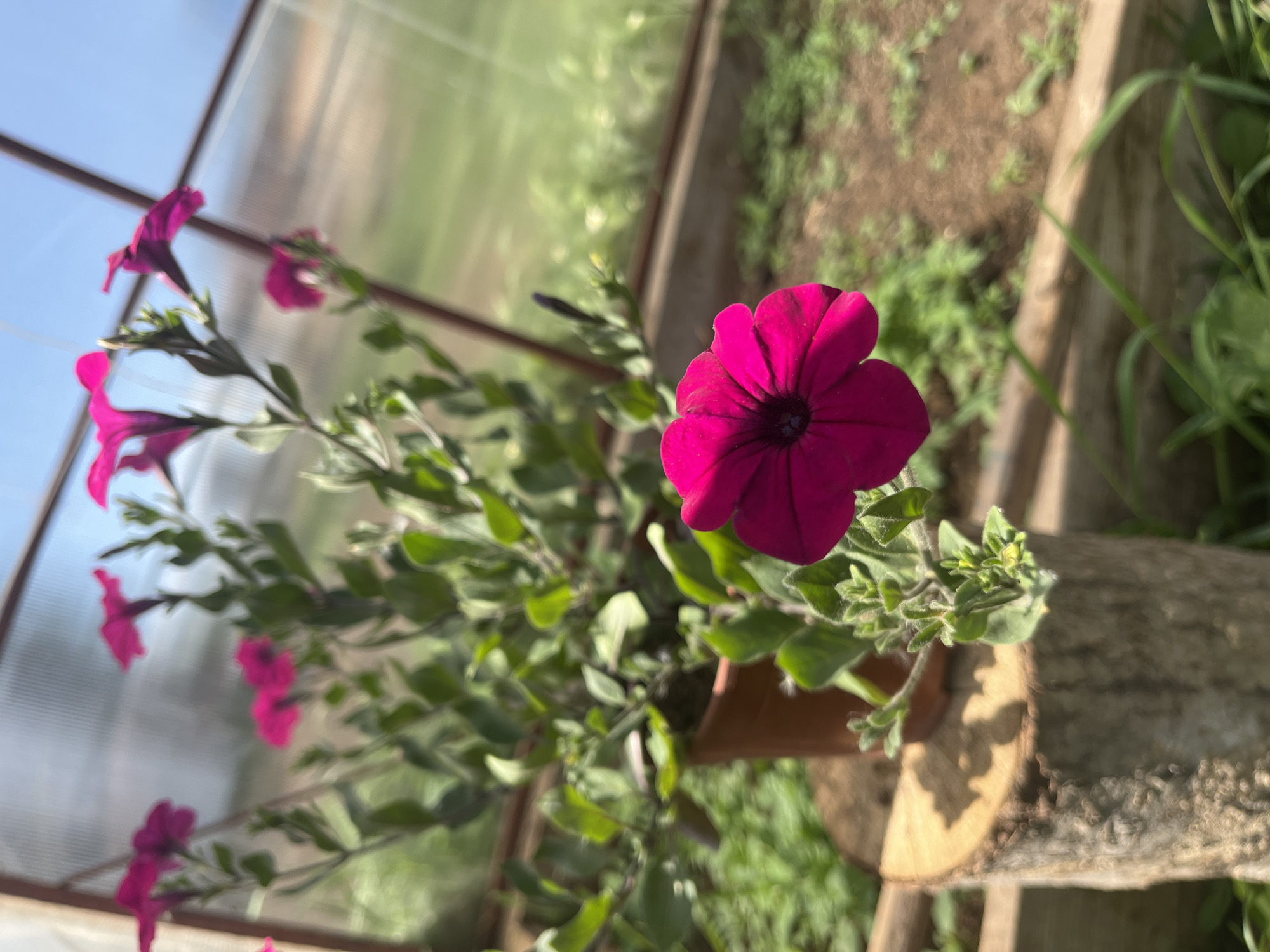A close-up shot shows a vibrant pink petunia flower in full bloom, part of a potted plant with green leaves. The flower has a deep purple center. The plant is positioned on a rough-hewn log or piece of wood. The background is blurred, hinting at a greenhouse environment with sunlight filtering through the translucent walls. Outside the greenhouse, vegetation and soil are visible. The photograph appears to have been taken in Сосново, Russia.