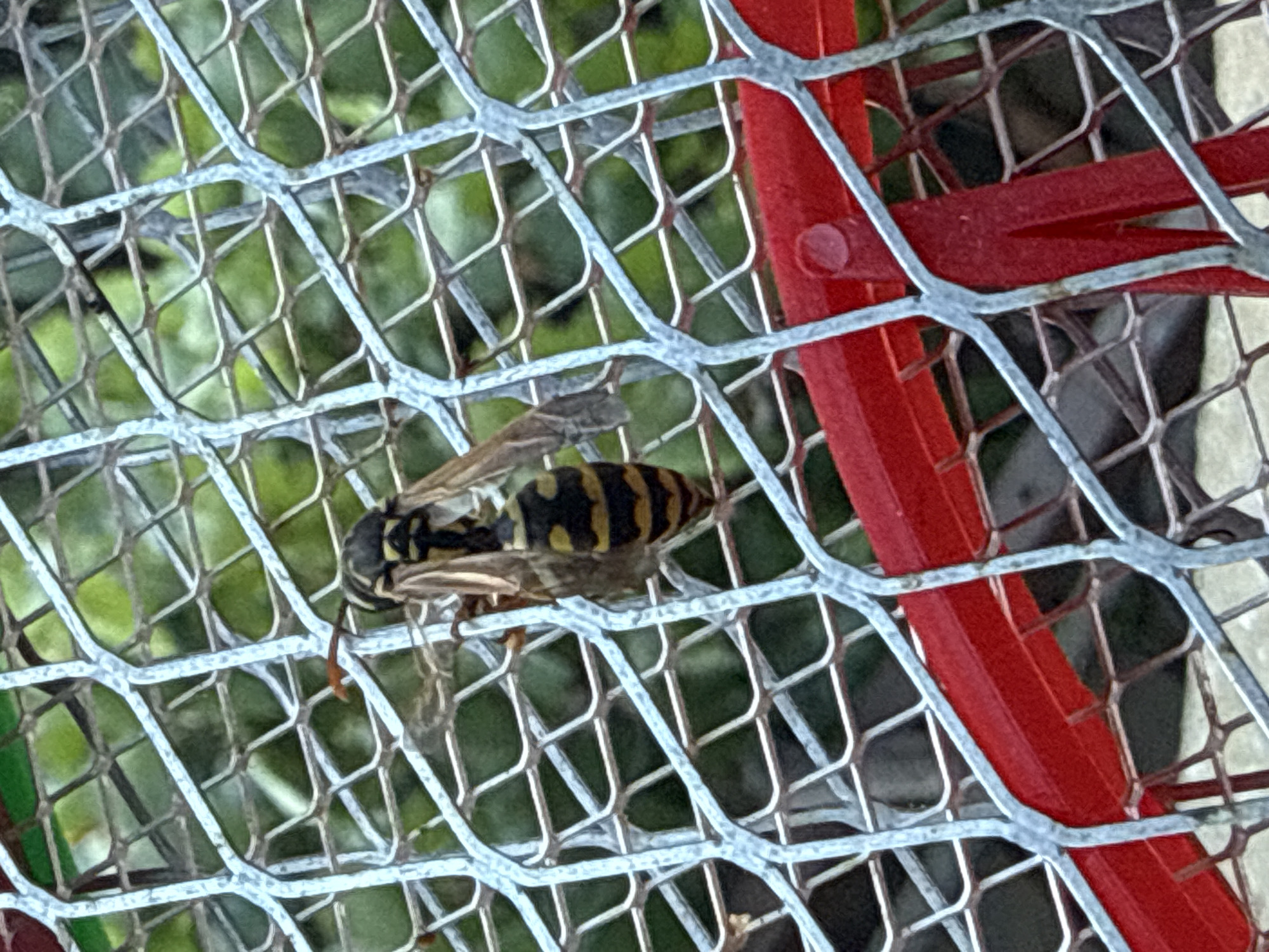 A wasp is perched on a wire mesh surface. The wasp has black and yellow stripes on its abdomen and clear wings. The mesh appears to be part of a bug zapper or similar device. In the background, out-of-focus green foliage is visible. A red plastic handle or frame is also present in the foreground, partially obscuring the mesh. The scene is likely outdoors. No specific location in Ekzarh Antimovo, Bulgaria is identifiable from the image.