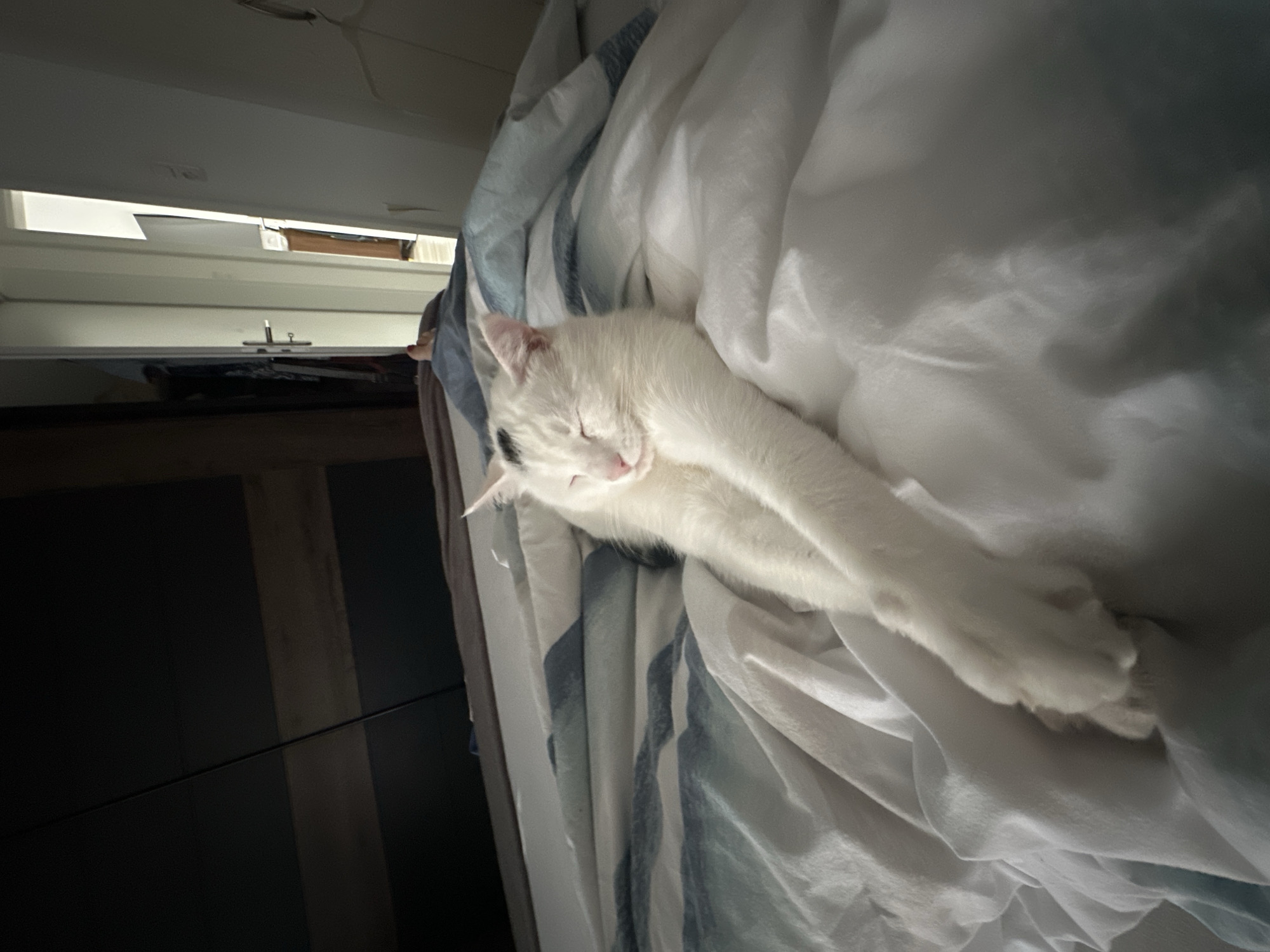 A white cat with black markings on its head is sleeping on a bed with white and blue striped sheets. The cat is curled up and appears relaxed. The background is blurred, but it seems to be an indoor setting, possibly a bedroom. A closet with clothes is visible on the left, and an open door leading to another room is on the right. The room is dimly lit, with natural light coming from the open doorway. This scene is in Bad Endorf, Germany.
