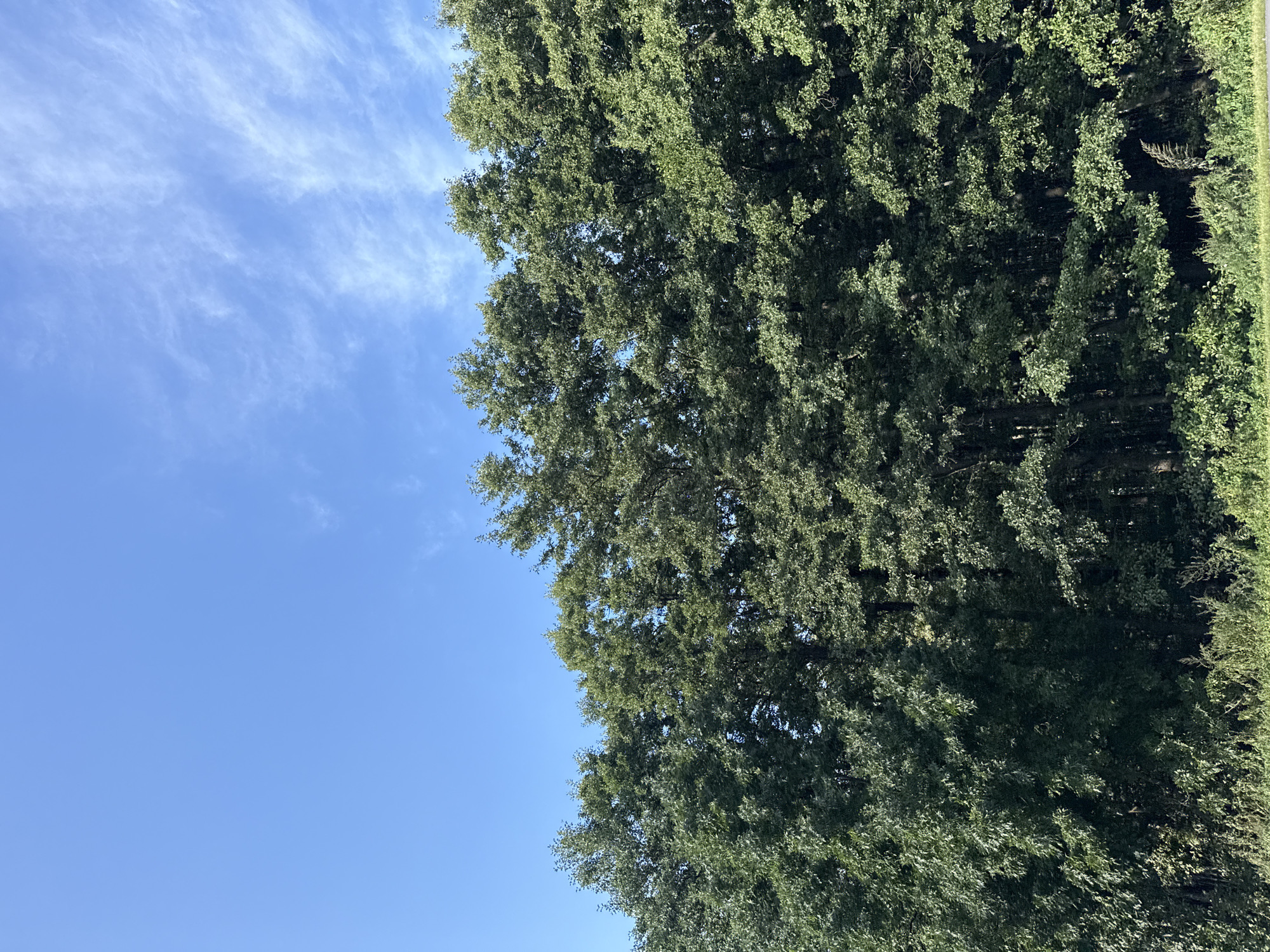 The image captures a dense line of green trees, likely deciduous given the shape of the leaves, stretching across the frame. Above the tree line, a clear blue sky is visible, with scattered wisps of white clouds. The trees are predominantly dark green, with varying shades indicating depth and texture within the foliage. The bottom of the image shows a strip of lower-lying green vegetation, suggesting a natural border or undergrowth. The scene appears to be an outdoor environment, possibly a park, forest edge, or rural area. The lighting suggests it is daytime, with sunlight filtering through the canopy of the trees. There are no people, animals, or man-made structures clearly visible in the frame. The perspective is from a slightly elevated position looking towards the trees. There is no specific indicator of location within Tallinn, Estonia, but the vegetation and sky are consistent with an outdoor scene in a temperate climate.
