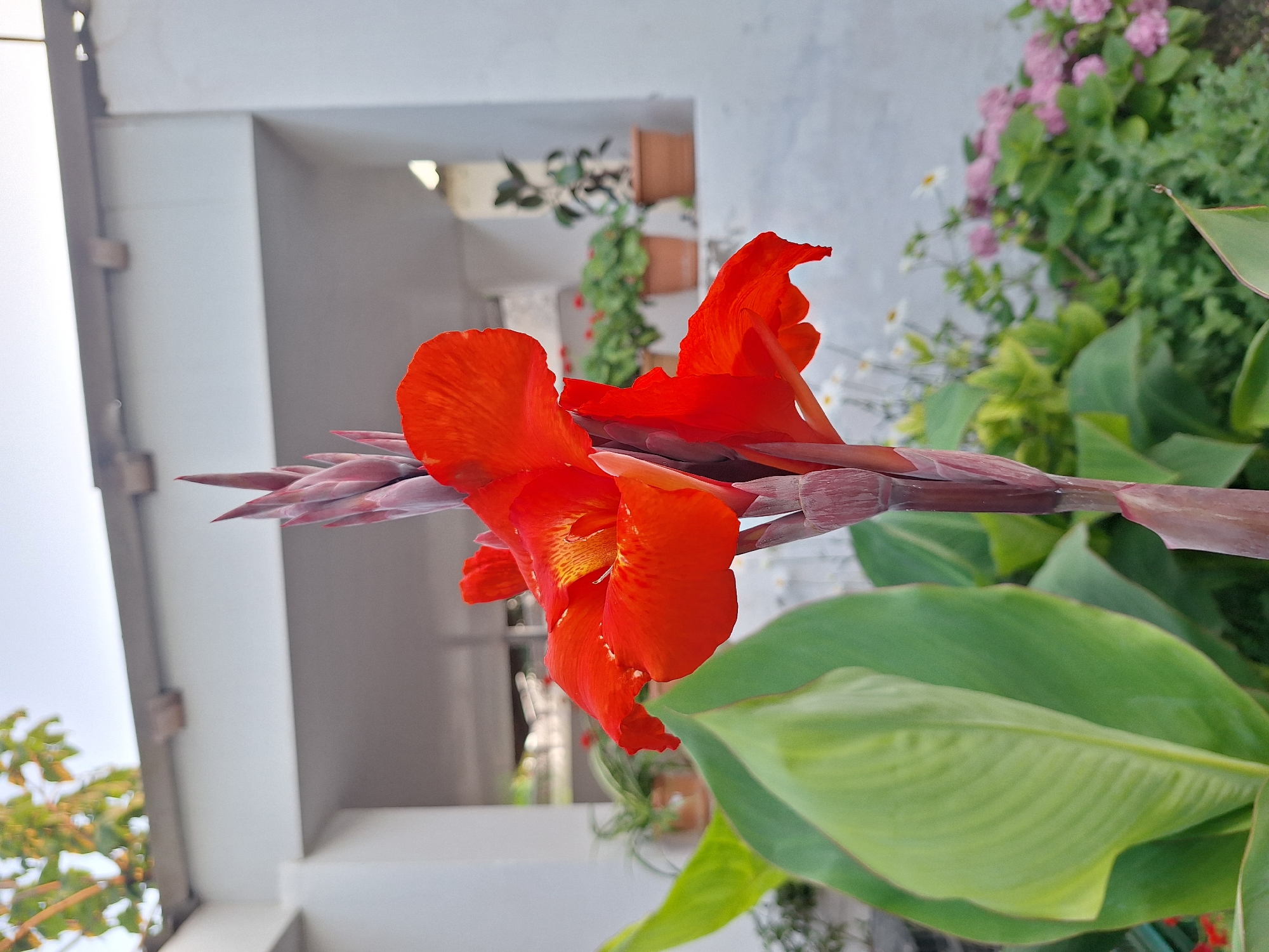 A close-up, low-angle shot focuses on a vibrant orange Canna lily bloom and its budding inflorescence, set against a soft-focus background of a building and garden. The lily's petals are a rich, almost fiery orange with yellow streaks near the center, and they are unfurling to reveal the flower's intricate structure. The stem is thick and reddish-purple, with developing buds visible at the top. Large, lush green leaves of the Canna plant are prominently featured in the foreground, adding depth and contrast to the image.
In the mid-ground, a white building with a shaded recessed area is visible, suggesting a sheltered outdoor space. On a ledge within this recess, several potted plants are arranged. One pot holds a plant with thin, spiky green leaves. Further back, two terracotta pots contain green foliage, and one has small red flowers. Behind these, a dark-leafed plant in a terracotta pot is also visible.
The background reveals a garden with a mix of green foliage, small white flowers, and clusters of pink flowers, possibly hydrangeas. The overall impression is one of a well-maintained garden area, likely in a residential or public space. The lighting suggests it is daytime, possibly late afternoon, given the soft quality of the light. The location is identified as Nabran, Azerbaijan.