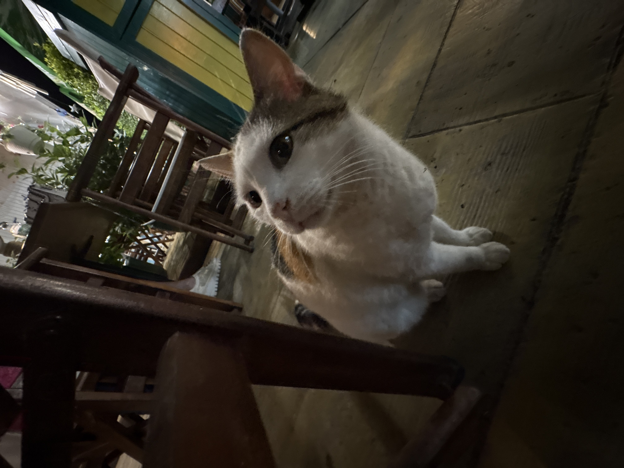 The scene is an outdoor or semi-outdoor dining area in Nesebar, Bulgaria, observed at night or under low light conditions. The primary subject is a domestic cat, predominantly white with brown and tabby markings on its head, ears, and partially visible on its back. The cat is seated on a worn wooden plank floor, looking upwards and slightly to its right, with its dark eyes reflecting ambient light. Its whiskers are prominent. In the immediate foreground, a dark brown wooden chair leg and part of its base are sharply in focus, partially obscuring the cat's left side. In the mid-ground and background, additional dark wooden chairs and tables are visible, some appearing stacked. A person's right foot, wearing a light-colored athletic shoe with a thick white sole, is visible beneath a chair in the background on the right. The far background features lush green foliage, some contained within a white hanging pot. To the right, a building facade or partition wall is visible, characterized by vertical panels painted in alternating yellow and dark green. The overall lighting is dim, casting soft shadows across the wooden floor and furniture.