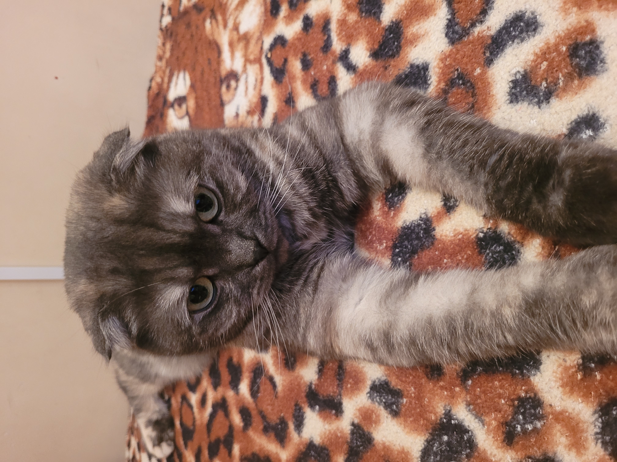 A close-up, high-angle portrait-oriented image features a relaxed Scottish Fold cat lying on a leopard-print blanket. The cat's head is positioned on the left side of the frame, with its body extending horizontally to the right. Its fur is a silver-gray tabby pattern with prominent darker stripes, and lighter fur on its underside, chin, and paws. The cat's characteristic small, folded ears are visible. It gazes directly at the camera with striking light green eyes, framed by long, white whiskers.
The cat is resting on a soft blanket or rug that displays a bold leopard-print pattern in shades of brown, black, and beige. In the upper left background, a plain, light beige wall is visible, with a thin white strip, possibly a trim or cable cover, running horizontally across it. The lighting suggests an indoor setting. The cat appears calm and curious. No text is visible in the image. The location context for this scene is Izhevsk, Russia.