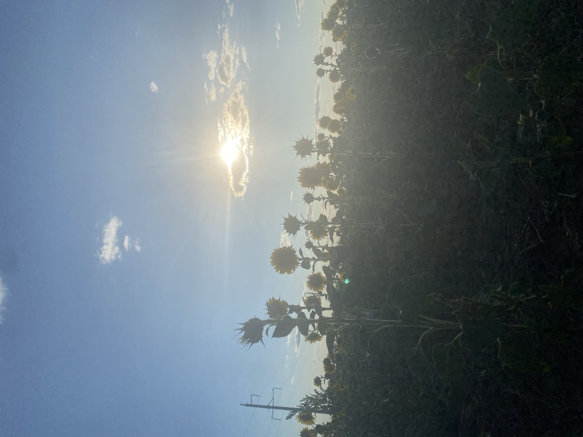 A field of sunflowers is silhouetted against a bright sky with the sun shining through clouds. The sunflowers are of varying heights, with some in full bloom and others with seed heads. The foreground is dark and shows the soil and the base of the plants. A power line pole is visible on the left side of the image. The overall lighting suggests it is either sunrise or sunset. The image appears to be taken in Lesopitomnik, Russia.