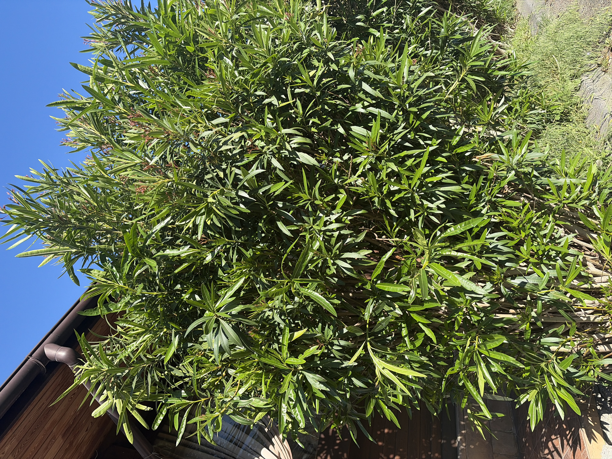 The image captures a dense, vibrant green bush or small tree, likely an Oleander (Nerium oleander), with its elongated, somewhat leathery leaves dominating the frame. Many leaves are illuminated by bright sunlight, creating a range of green tones and distinct shadows within the foliage. Small clusters of reddish-pink flower buds are interspersed among the leaves, particularly visible in the upper sections.
In the upper left quadrant, a clear, deep blue sky is visible, indicating sunny weather. Below the sky, on the left side, a section of a wooden building is seen, featuring brown wooden siding and a brown rain gutter system along its roofline. A part of a window, possibly reflecting light, is visible near the bottom edge of the building.
Towards the right and bottom of the image, patches of lighter green grass and what appears to be a stone or concrete path or wall are visible on the ground, partially obscured by the plant's lower branches. No people or animals are present, and no discernible activity is taking place. The scene suggests a bright, warm daytime atmosphere in an outdoor setting, likely a garden or yard. No text is visible in the image.
