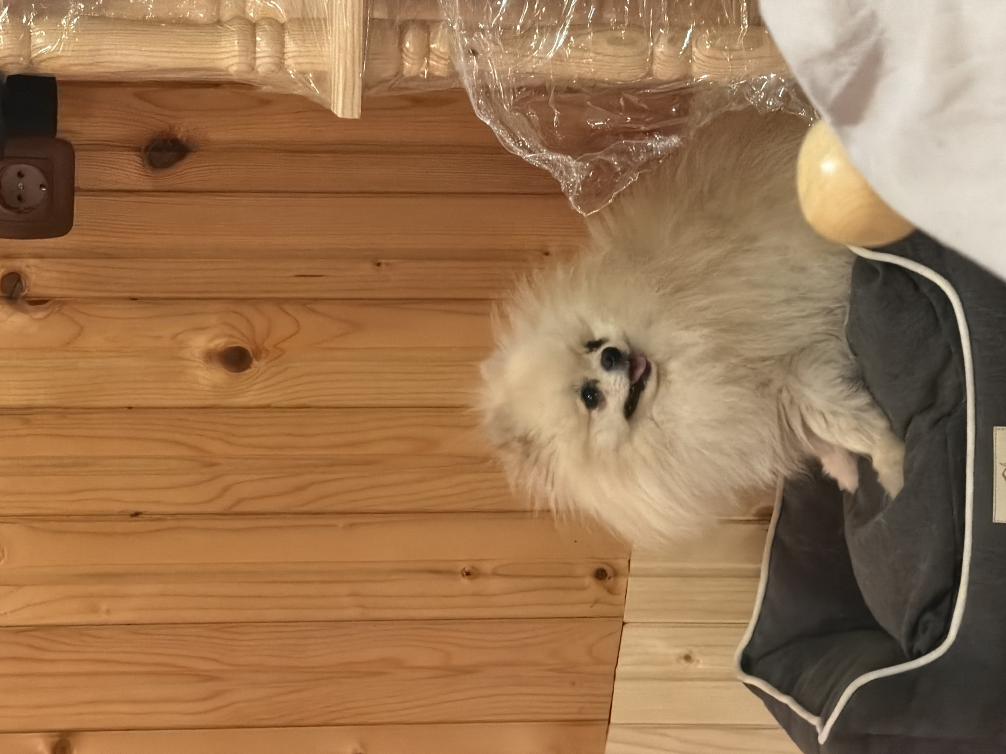 A Pomeranian dog is nestled in a gray dog bed with white piping. The dog is mostly white with black eyes and nose, and its tongue is slightly visible. The bed is partially covered by a white cloth and a piece of clear plastic sheeting. The dog is positioned on a wood-paneled floor and wall, constructed of horizontal boards. An electrical outlet is visible at the upper left corner.
The location is Brestovene, Bulgaria.