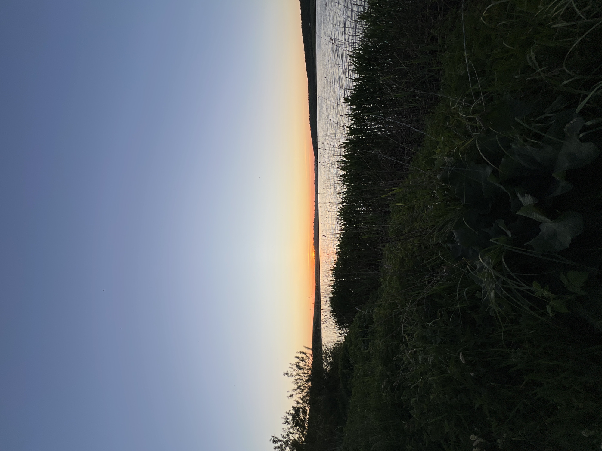 The image shows a landscape at the edge of a body of water, likely a lake or a wide river, during what appears to be sunset or sunrise. The sky transitions from a deep blue on the left to shades of orange and yellow towards the horizon. The water surface reflects the colors of the sky. Reeds and tall grasses densely line the right side of the image, obscuring the view further inland. Some plants are also visible in the lower center of the image. The lighting is soft, with shadows visible in the vegetation. The image is taken in a vertical orientation. There are no people visible in the image. The photo was likely taken in Reniv, Ukraine.