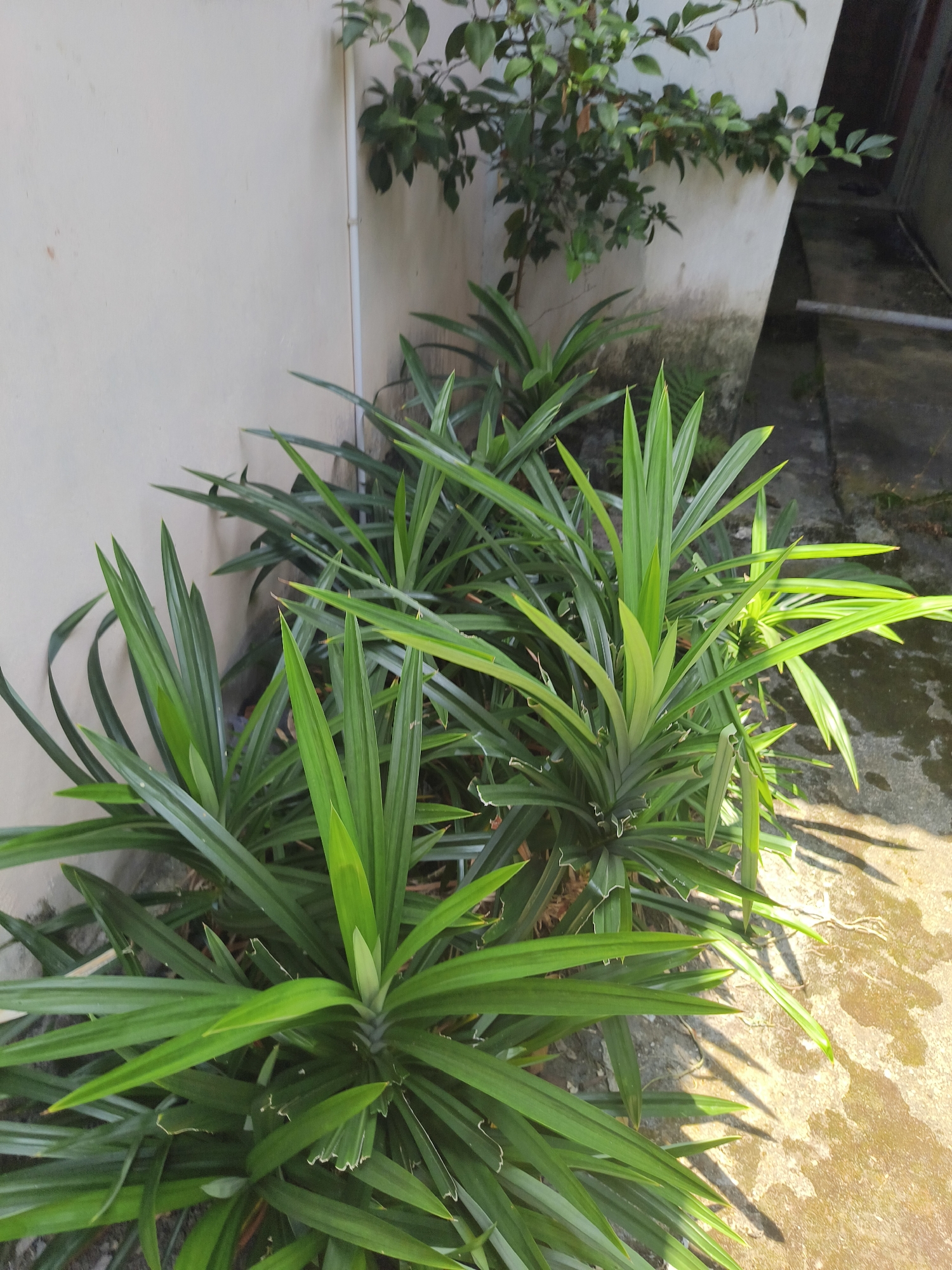 In Pangkalpinang, Indonesia, a cluster of pandan plants grows in front of a light-colored wall. The pandan plants are lush and green, with long, sword-shaped leaves that fan out from the base. The wall is slightly weathered and shows some signs of discoloration, particularly near the base where it meets the ground. To the right of the pandan plants, a concrete pathway is visible, partially illuminated by sunlight casting sharp shadows from the leaves. In the background, a small tree with dark green leaves is attached to the wall, and a dark, recessed area, possibly an entryway or alley, can be seen further back. The scene appears to be an outdoor residential or commercial space.