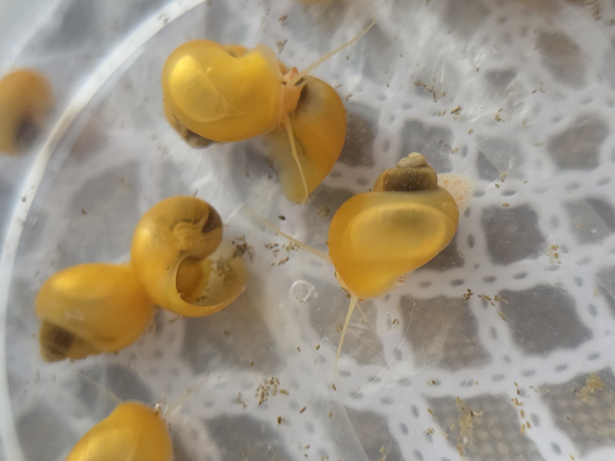 The image shows several golden apple snails inside a clear plastic container. The snails vary in size and position, with some displaying their antennae. The background is a white, slightly textured surface with small, granular debris scattered across it. The scene seems to be staged indoors. There is no indication of the location being Chaikovsky, Russia or any other specific location, nor are there any people present in the image.