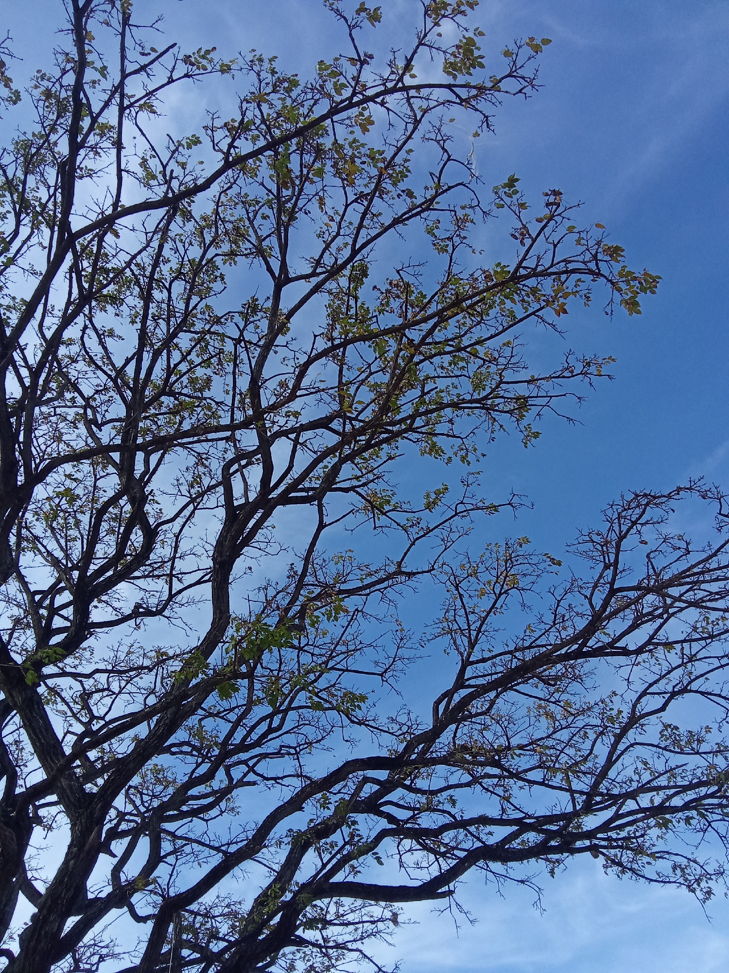 The image shows a view of a tree canopy against a blue sky with wispy clouds. The branches are mostly bare, with a scattering of small, light green leaves. The branches are dark brown or black and appear intricate and dense. The location is possibly Juan Griego, Venezuela.
