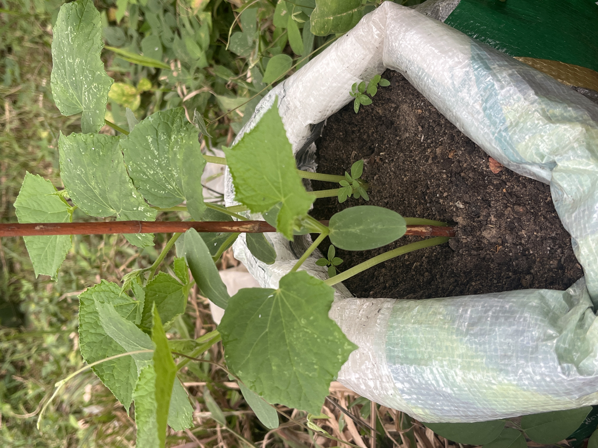 In Meliau Hulu, Indonesia, a young cucumber plant is growing in a white woven bag filled with dark soil. The plant has several large, green leaves, some with speckling, and a thin wooden stake supports its stem. Small, new leaves are also visible near the base of the plant, and a tendril is extending upwards. The bag is partially covered by a white, crinkled plastic material, and the background consists of dry vegetation and green foliage, suggesting an outdoor setting.