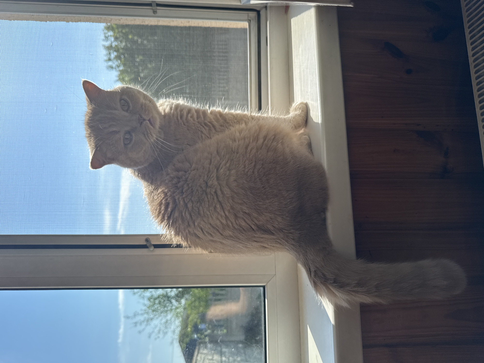 A light orange British Shorthair cat is sitting on a white windowsill in front of a window. The cat is facing towards the camera with its body turned slightly to the left. The window has a screen and is looking out onto a residential area with trees and houses. The sun is shining, creating a bright light and casting shadows. The wall below the windowsill is paneled wood. The cat appears calm and is looking directly at the viewer. The scene is likely indoors, near a window.
