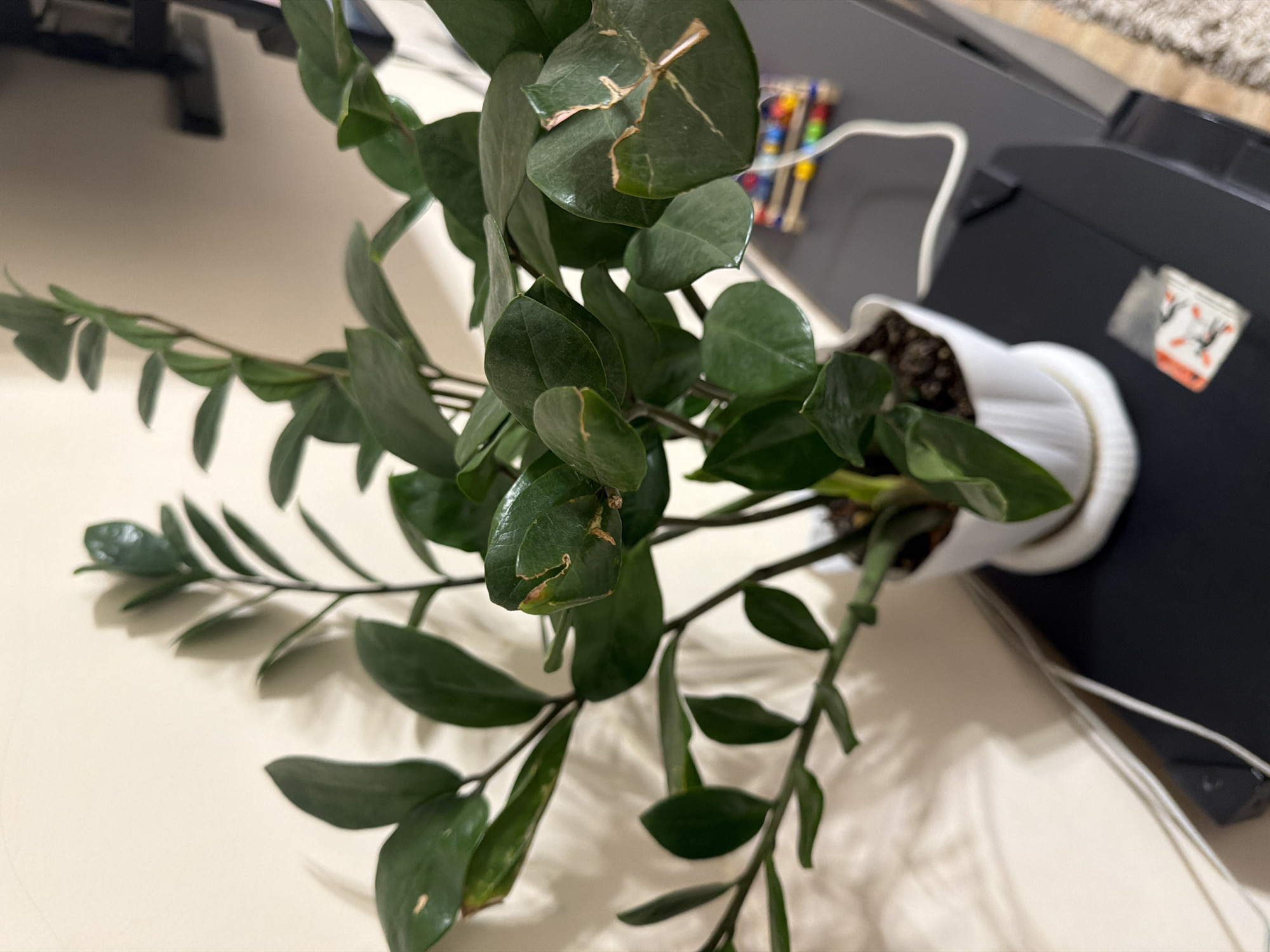 A close-up, eye-level shot features a healthy, dark green ZZ plant in a white pot. The plant's glossy leaves are arranged on thick, upright stems. Some of the leaves exhibit minor damage, appearing as light brown, dry patches or splits. The plant sits on a dark, flat surface, possibly a table or shelf, against a plain, light-colored wall. Shadows from the plant are cast on the wall. In the background, a white cord is visible, snaking across the dark surface and up towards an out-of-focus area. Further in the background, a small, colorful object made of what appears to be popsicle sticks and beads is situated, also out of focus. There is a small plastic packet with an image of people on it on the dark surface in front of the plant. The scene is indoors, with no specific urban or geographical features of Shymkent, Kazakhstan, discernible.