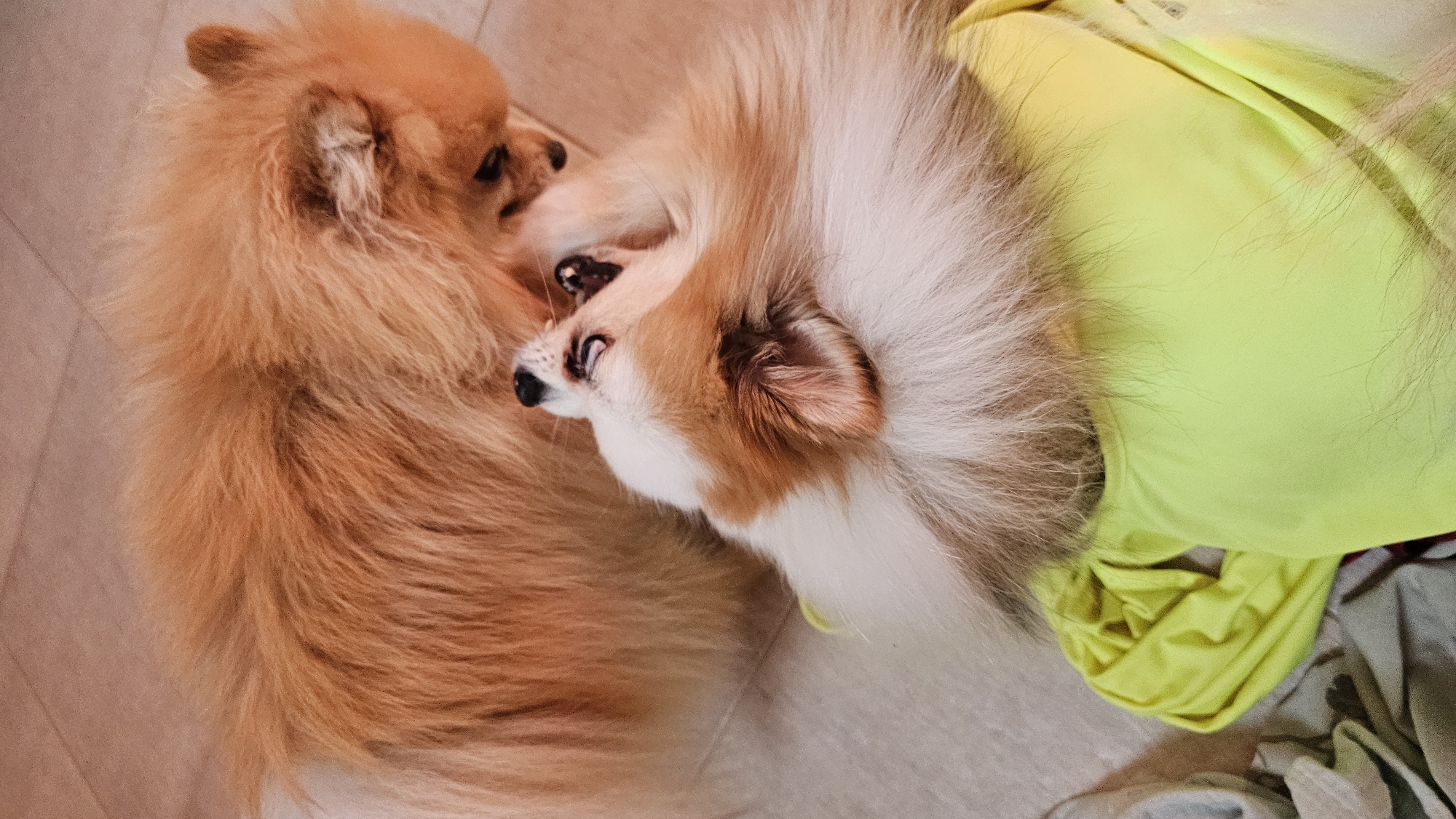 The image shows two Pomeranian dogs indoors. One dog, predominantly tan and white, is lying on its back wearing a bright yellow shirt, with its mouth open and looking up. The other, a larger tan Pomeranian, is partially visible behind the first dog, with its head lowered as if interacting with the other dog. The floor appears to be tiled, with a neutral beige color. The overall impression is of two playful dogs in a domestic setting.