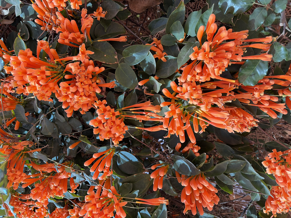 The image displays a close-up, vertical shot of a vibrant climbing plant, identified as Flame Vine (Pyrostegia venusta), laden with numerous bright orange, tubular flowers and dark green foliage. The trumpet-shaped flowers are clustered densely, appearing in various stages of bloom, with many open and others as tightly closed buds. Several clusters feature flowers hanging downwards. The leaves are ovate to elliptical, dark green, and exhibit a glossy texture, arranged oppositely along visible climbing stems. Slender, coiling tendrils are interspersed among the leaves and flowers, indicating the plant's climbing nature. The background is largely obscured by the dense foliage, with darker, indistinct areas suggesting a solid surface or shadow behind the plant. The scene is illuminated by what appears to be natural daylight. No individuals, actions, or interactions are present within the frame. The described scene is located in the city of Ramat Gan, Israel.