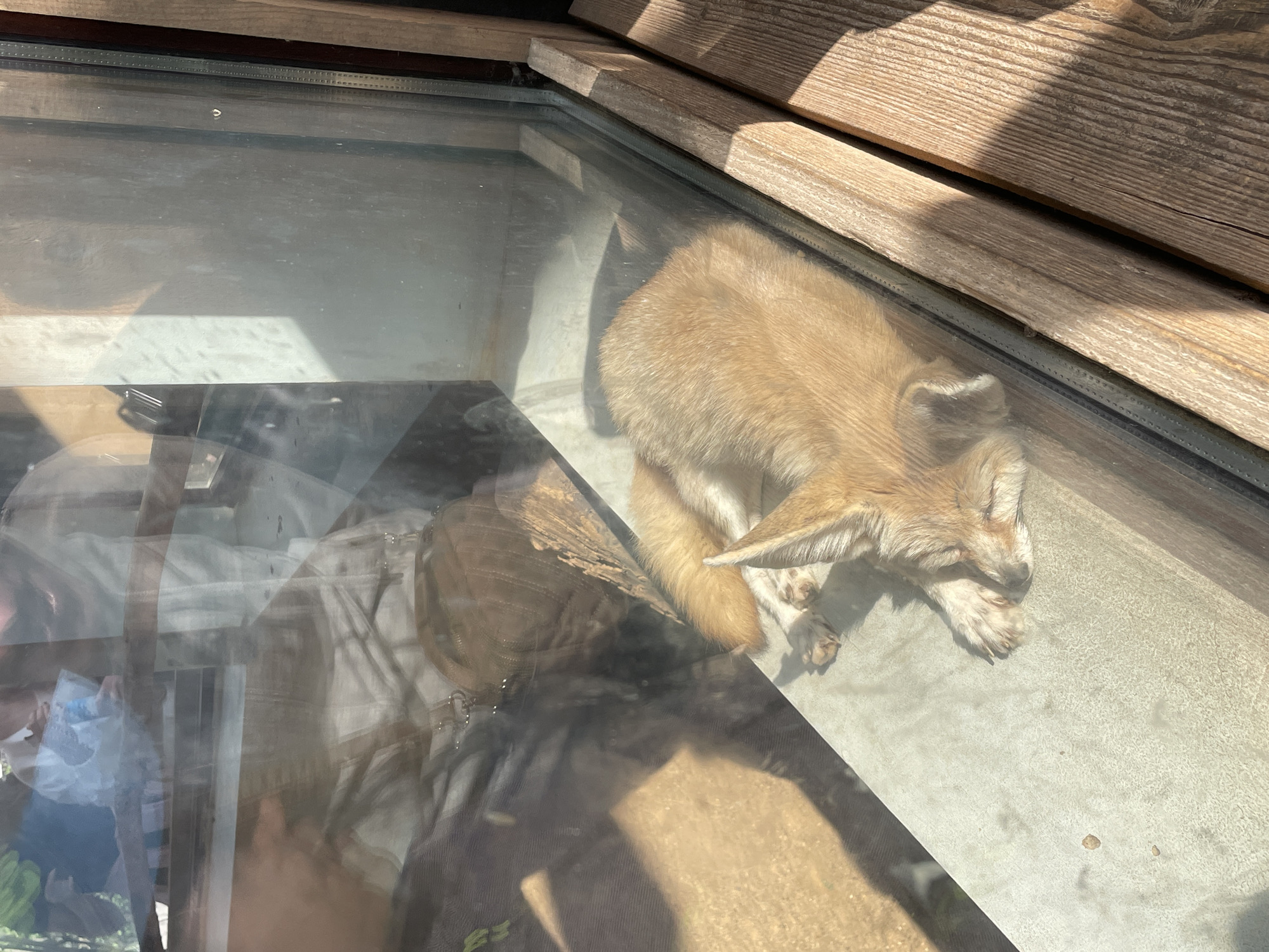 The image shows a Fennec fox lying down inside an enclosure at the Moscow Zoo in Moscow, Russia. The fox has light brown fur. It is positioned near the corner of the enclosure, possibly sleeping. The enclosure appears to be constructed of glass and wood, with a wooden frame visible along the top edge. Reflections on the glass obscure the view inside the enclosure. The lighting suggests it is daytime.