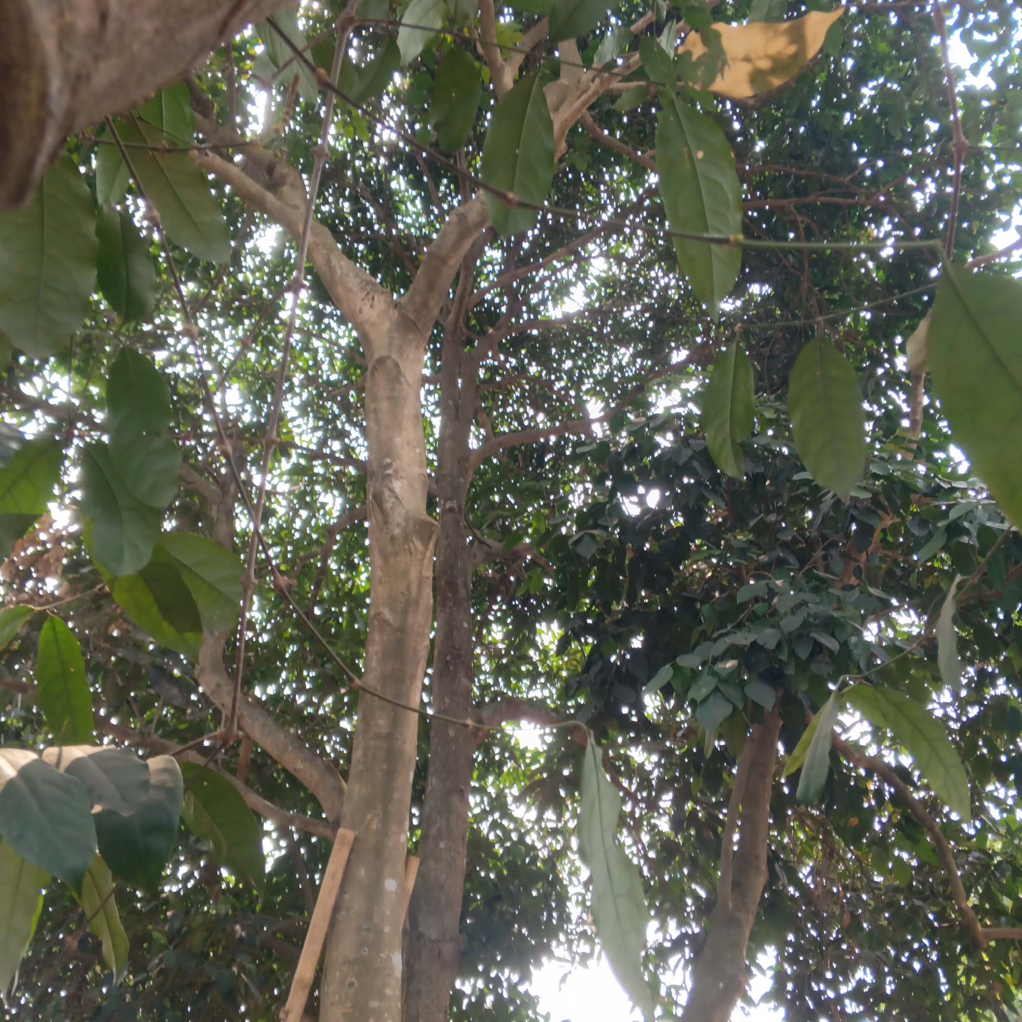 A low-angle shot captures the interior of a lush tree canopy in Jayasampurna, Indonesia. The foreground is dominated by the rough, light-brown bark of a tree trunk, with branches extending upwards and outwards. Large, dark green leaves, some tinged with yellow, are scattered throughout the frame, creating a dappled effect as sunlight filters through. The background is a dense tapestry of smaller green leaves, suggesting a thick growth of foliage. The sky, a bright white, is visible in several gaps between the branches, indicating an outdoor setting on a sunny day. There are no people or discernible animals present in the image.