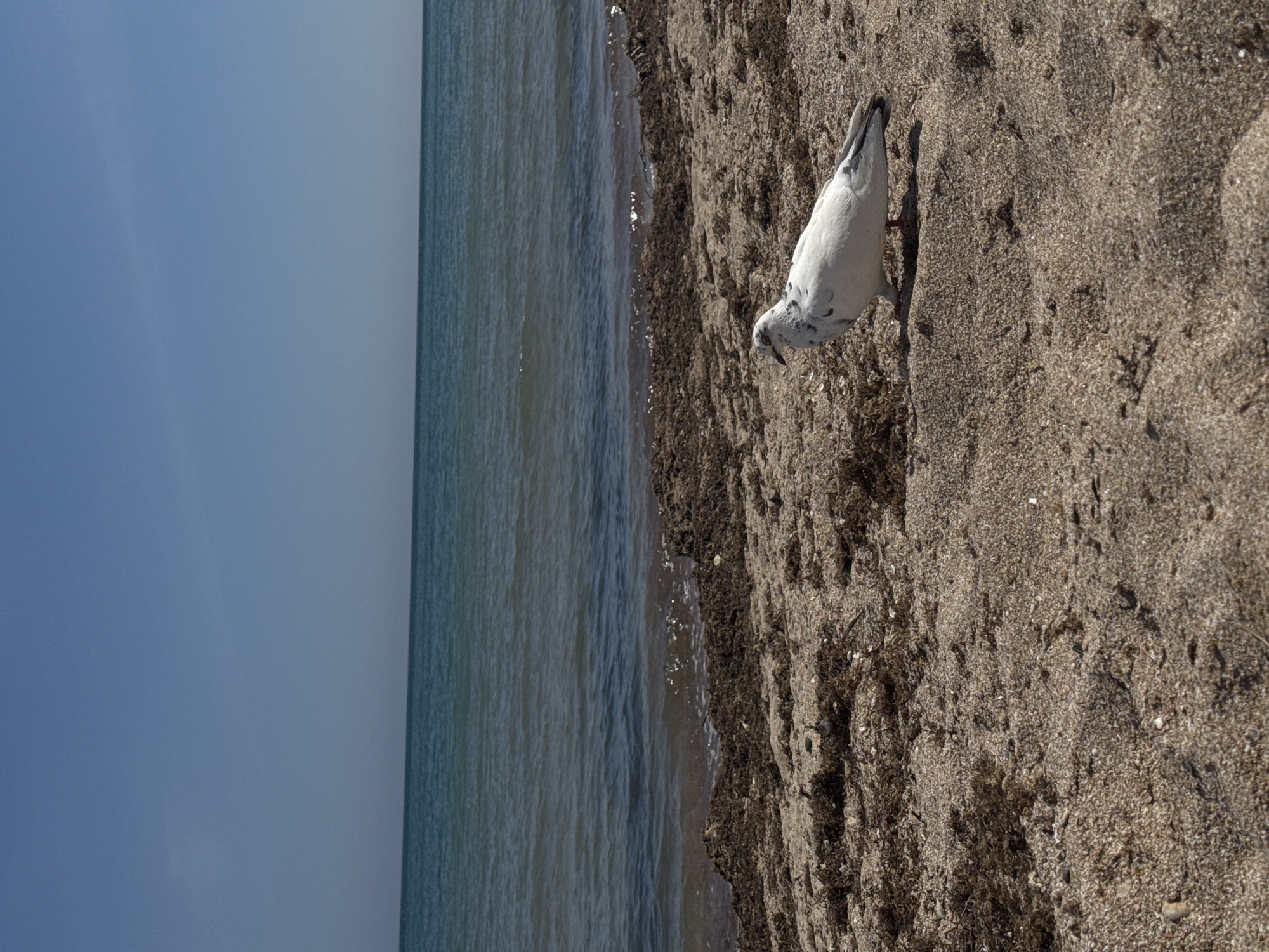 A bird stands on a sandy beach beside the sea under a blue sky. The bird is white with some darker markings. The beach is tan sand with some darker debris, potentially seaweed. The sea is a blue-green color. The image is from Yevpatoriya, Ukraine.