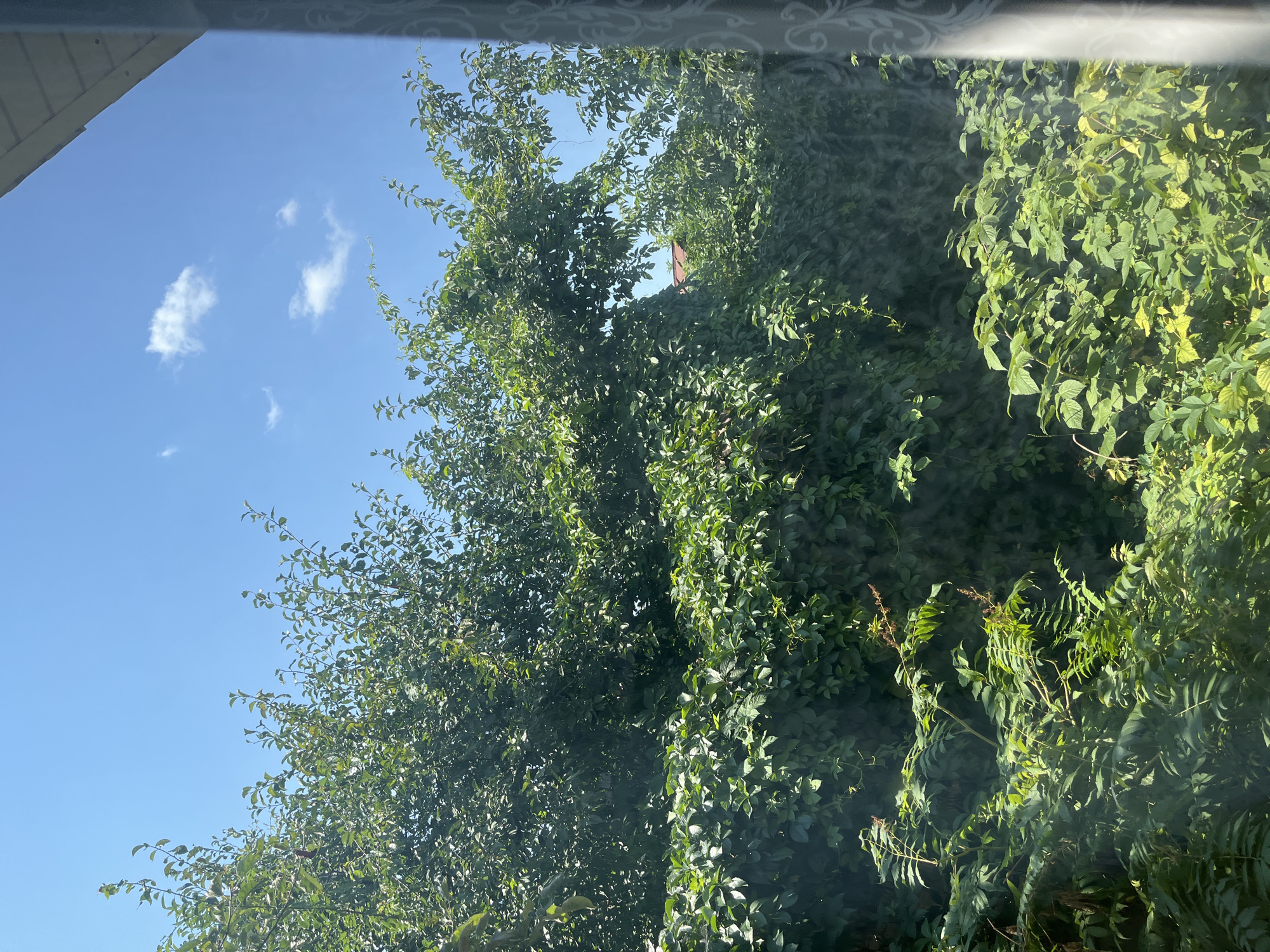 The image shows a dense canopy of green foliage against a clear blue sky with a few scattered white clouds. The vegetation appears to be a mix of trees and vines, creating a thick, verdant wall that fills most of the frame. The leaves are lush and vary in shade from dark green to lighter, yellowish-green, suggesting healthy growth and possibly different species. Sunlight filters through the leaves, casting shadows and creating a dappled effect. In the upper right corner, a portion of a white building's overhang is visible, indicating an outdoor scene, possibly a backyard or garden. A partial view of a curtain with a decorative pattern is present on the far right, suggesting the photo was taken from inside a building through a window. There are no people or specific landmarks visible that would definitively place the location within Saratov, Russia. The overall impression is one of abundant plant life under a bright sky.