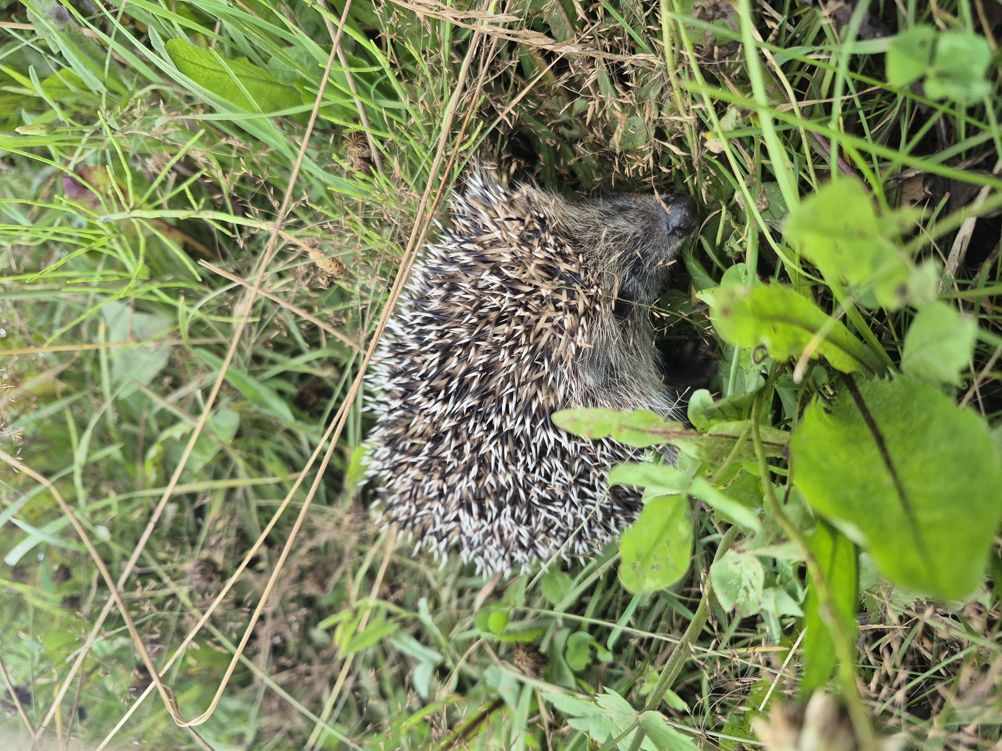 A hedgehog is partially visible in tall green grass and dry stalks. The hedgehog is curled into a ball, its spiky back facing the camera. Its face is turned downwards, with its snout barely visible. The hedgehog appears to be in a natural outdoor environment, possibly a meadow or field, with no signs of human structures or activity. The lighting suggests it is daytime. The location is Karsha, Russia.