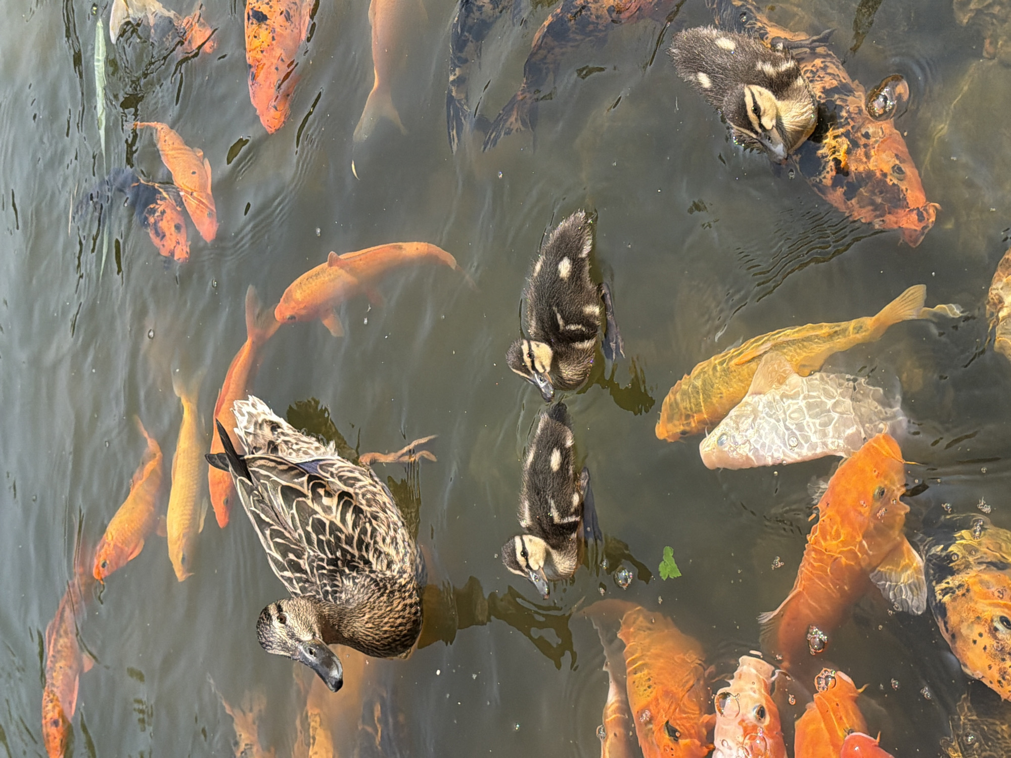 A flock of koi fish and several ducklings swim in a pond. One adult duck swims in the upper left portion of the image, while three ducklings are visible closer to the foreground. The koi are predominantly orange and white, with some darker patterned fish present. The water is murky, with ripples suggesting movement. No specific location in Krasnoyarsk, Russia, is identifiable from the image.