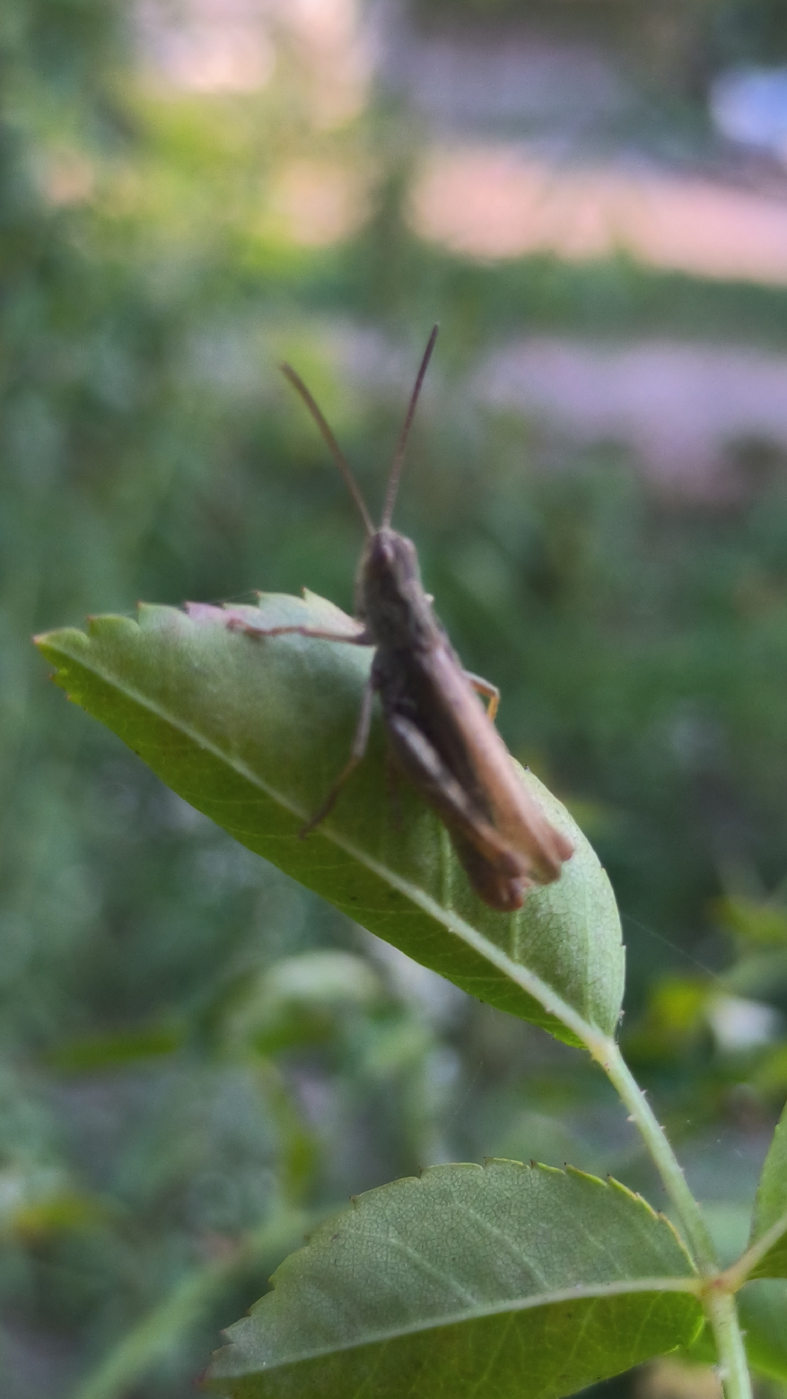 A brown grasshopper is perched on a bright green leaf with serrated edges. The grasshopper is facing towards the right side of the image, with its long antennae extended forward and upwards. Its body is elongated, and its hind legs are visible, tucked beneath its body. The leaf it rests on is a vibrant green with a slightly iridescent sheen. In the background, the scene is blurred, with soft washes of green and hints of pink and white, suggesting a natural outdoor environment like a garden or park. The lighting appears to be natural, casting a gentle illumination on the subject. The overall image is a close-up shot, focusing on the grasshopper and its immediate surroundings.