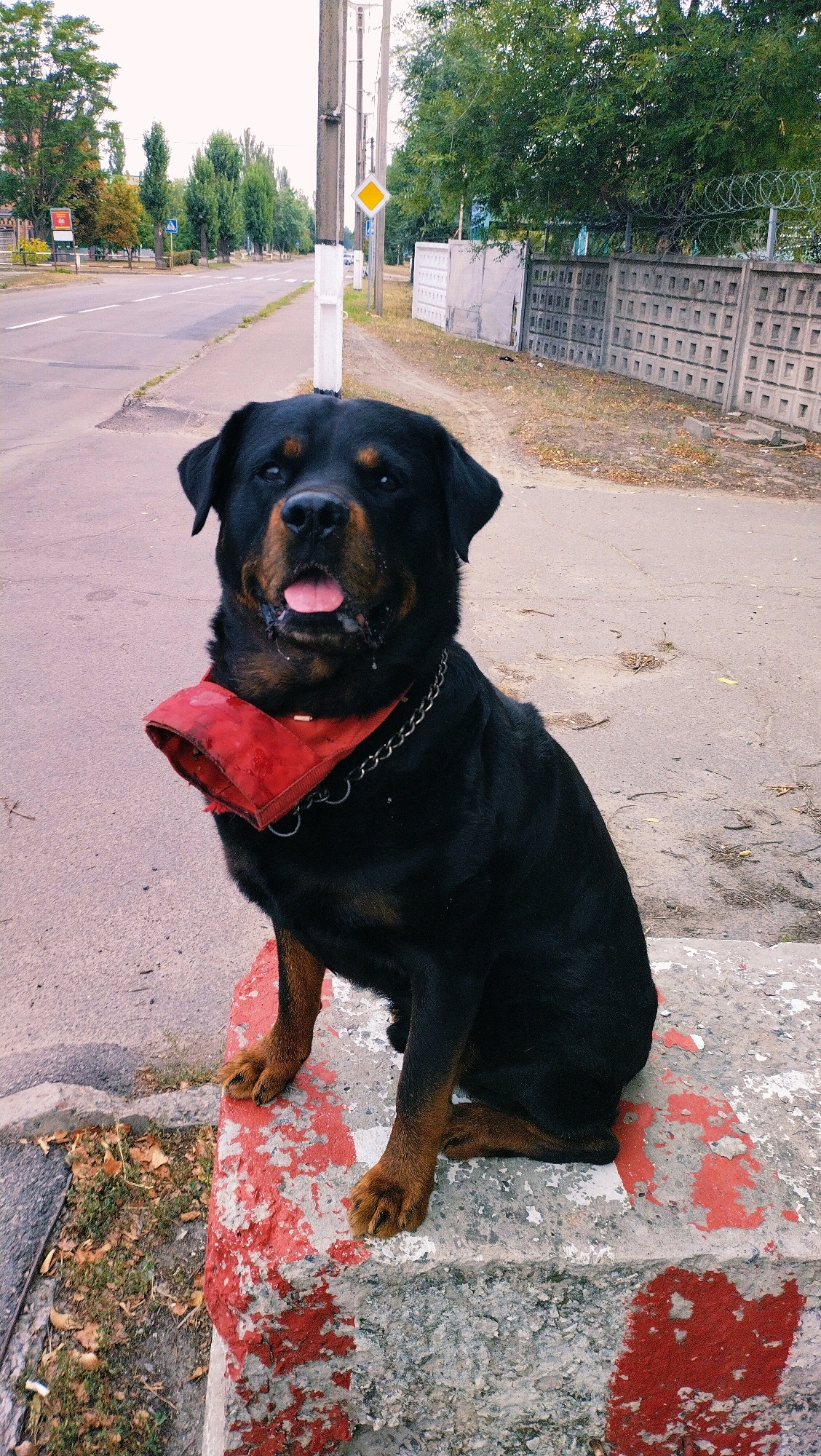 A Rottweiler wearing a red bandana and a metal chain collar sits on a concrete block painted with red markings, facing the camera. The dog's tongue is visible, and there are some white droplets around its mouth. The background shows a paved road and sidewalk, with trees and a concrete fence with barbed wire on top. A utility pole with a diamond-shaped yellow sign is also visible. The location is specified as Horishni Plavni, Ukraine.