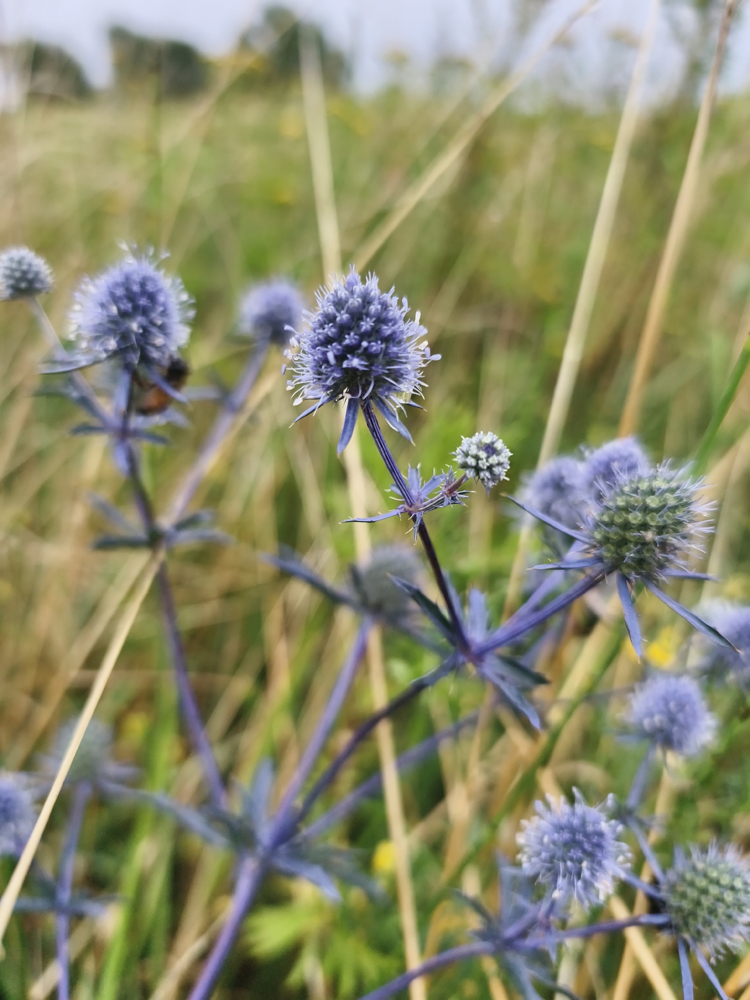 The image displays a cluster of blue, thistle-like flowers in a natural outdoor setting. The flowers are in various stages of bloom, with some appearing as tight, spiky buds and others as more open, spherical heads with delicate white filaments. The stems and leaves of the plants are a purplish hue and have a spiny appearance. The background is a soft blur of green and golden-brown grasses and foliage, suggesting a meadow or field. The lighting is soft, indicating an overcast day or early morning/late afternoon. There are no people visible in the image. The location is not specified within the city of Tczew, Poland.
