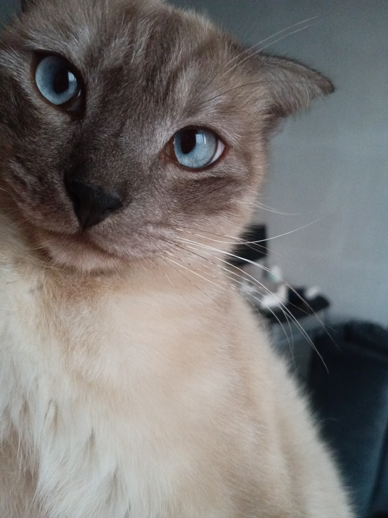 A close-up captures a light brown, Siamese-type cat with striking blue eyes. The cat's head is slightly tilted, focusing the viewer's attention. Its coat transitions from a darker brown on the head, ears, and nose to a lighter tan on the chest and body. The background is blurry, and the location cannot be determined from the image.