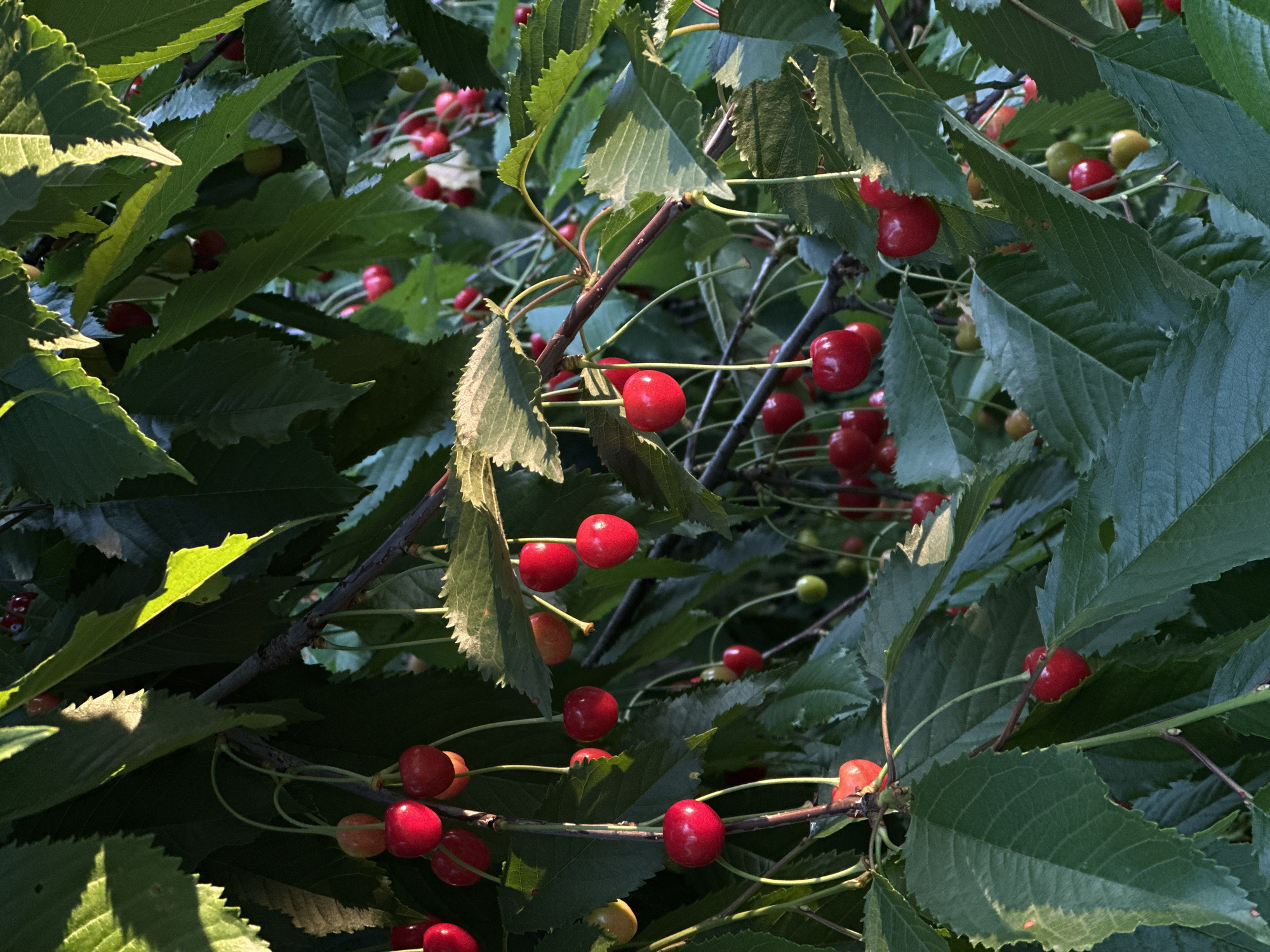 This close-up photograph depicts a section of a cherry tree in Slavyani, Bulgaria, heavily laden with ripening fruit. The scene is characterized by a dense array of green cherry leaves, some vividly illuminated by strong sunlight, while others are cast in deep shadow. This interplay of light and shadow suggests a clear, sunny day, likely during late afternoon or early morning, highlighting the textures of the foliage and berries.
Numerous cherries are visible throughout the frame, attached to slender branches. Many of these fruits are a vibrant, glossy red, indicating they are ripe or nearing maturity. Interspersed among the ripe cherries are several yellowish-green ones, signifying different stages of development. The jagged edges and veining of the leaves are clearly discernible. The overall impression is one of natural abundance and the quiet process of ripening fruit. There are no people or discernible text in the image.