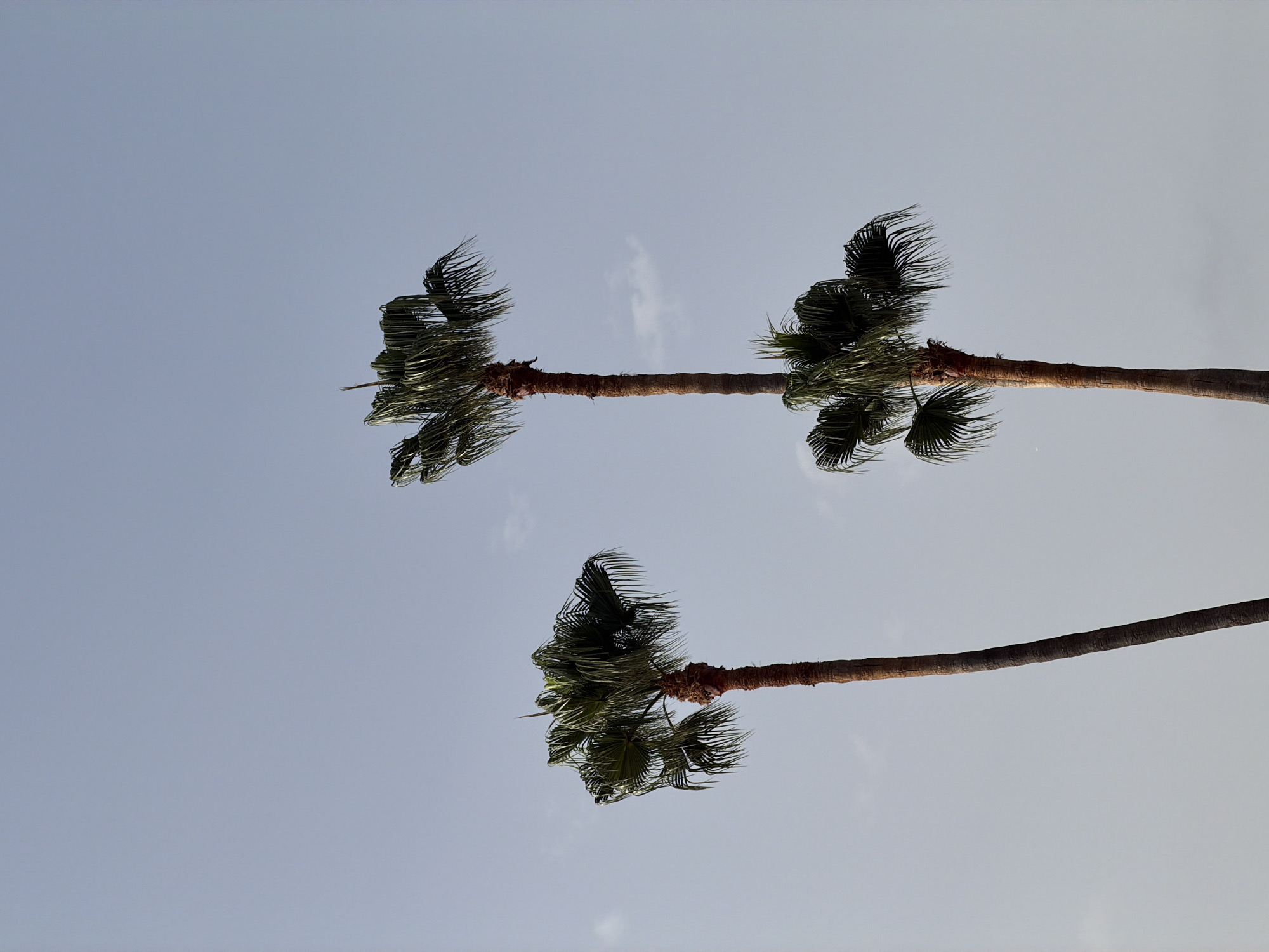 The image shows three palm trees against a pale blue sky. The palm trees are the primary subjects, with their fronds extending outwards. Two of the palm trees are taller and more slender, while the third, on the left, is shorter and has a fuller crown of fronds. The sky is mostly clear with a few faint wisps of clouds. The lighting suggests it is daytime. The scene is likely an outdoor environment in Calvià, Spain, a location known for its palm trees and coastal scenery. There are no people or specific objects other than the trees. The image is a straightforward, naturalistic depiction of the trees.